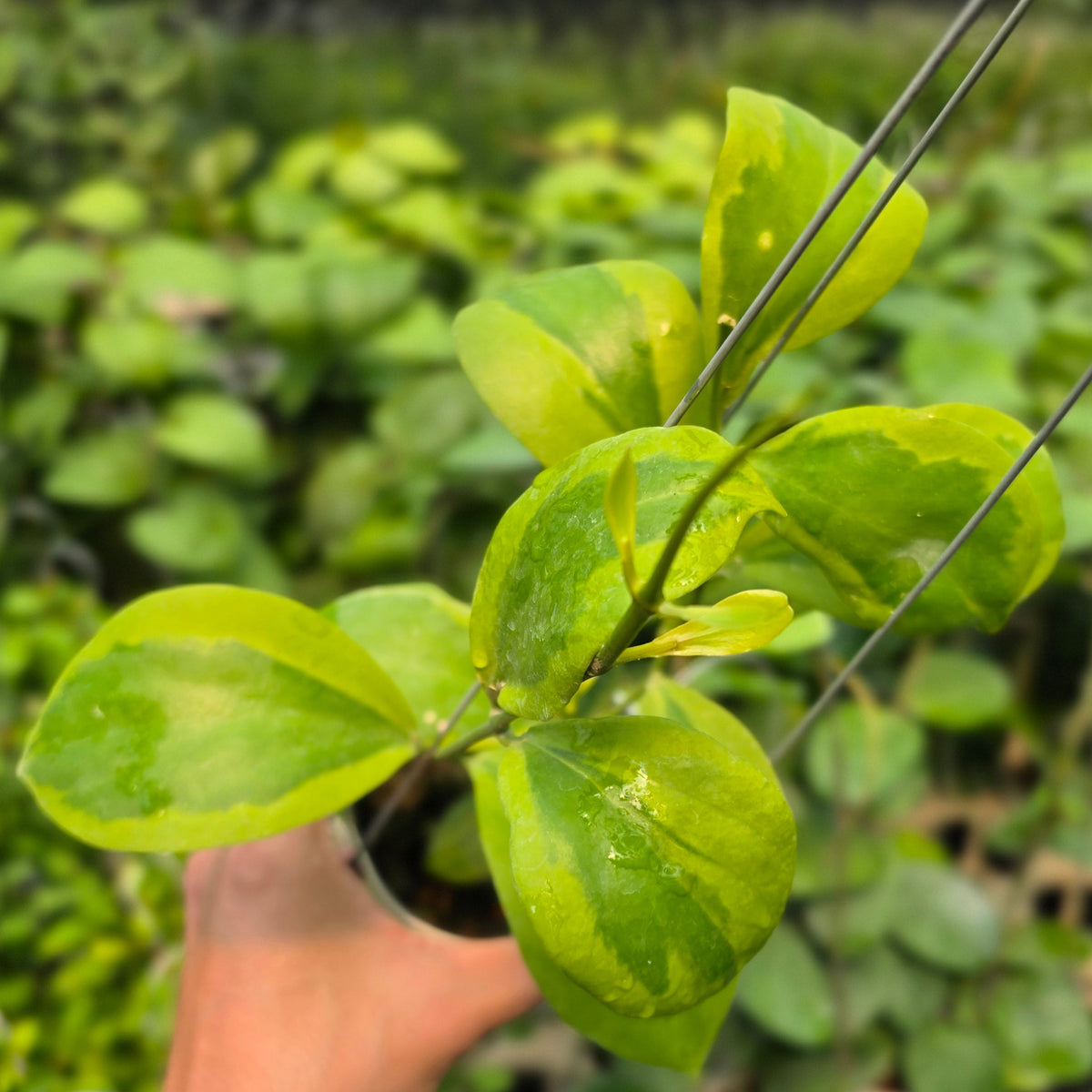 Hoya anulata 'Verdora'