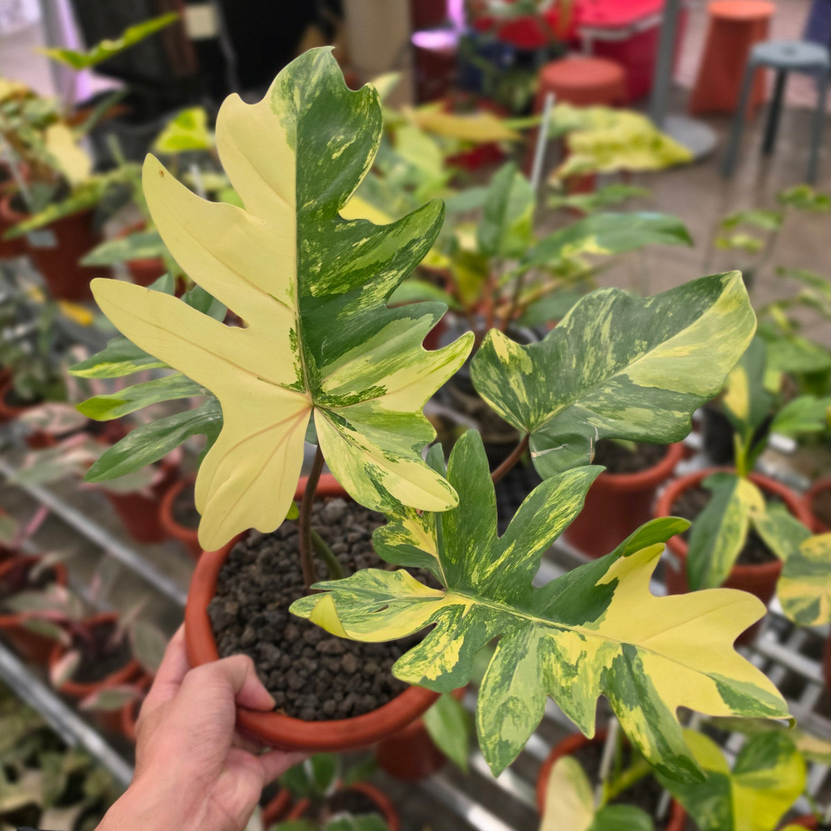 Philodendron mayoi variegated