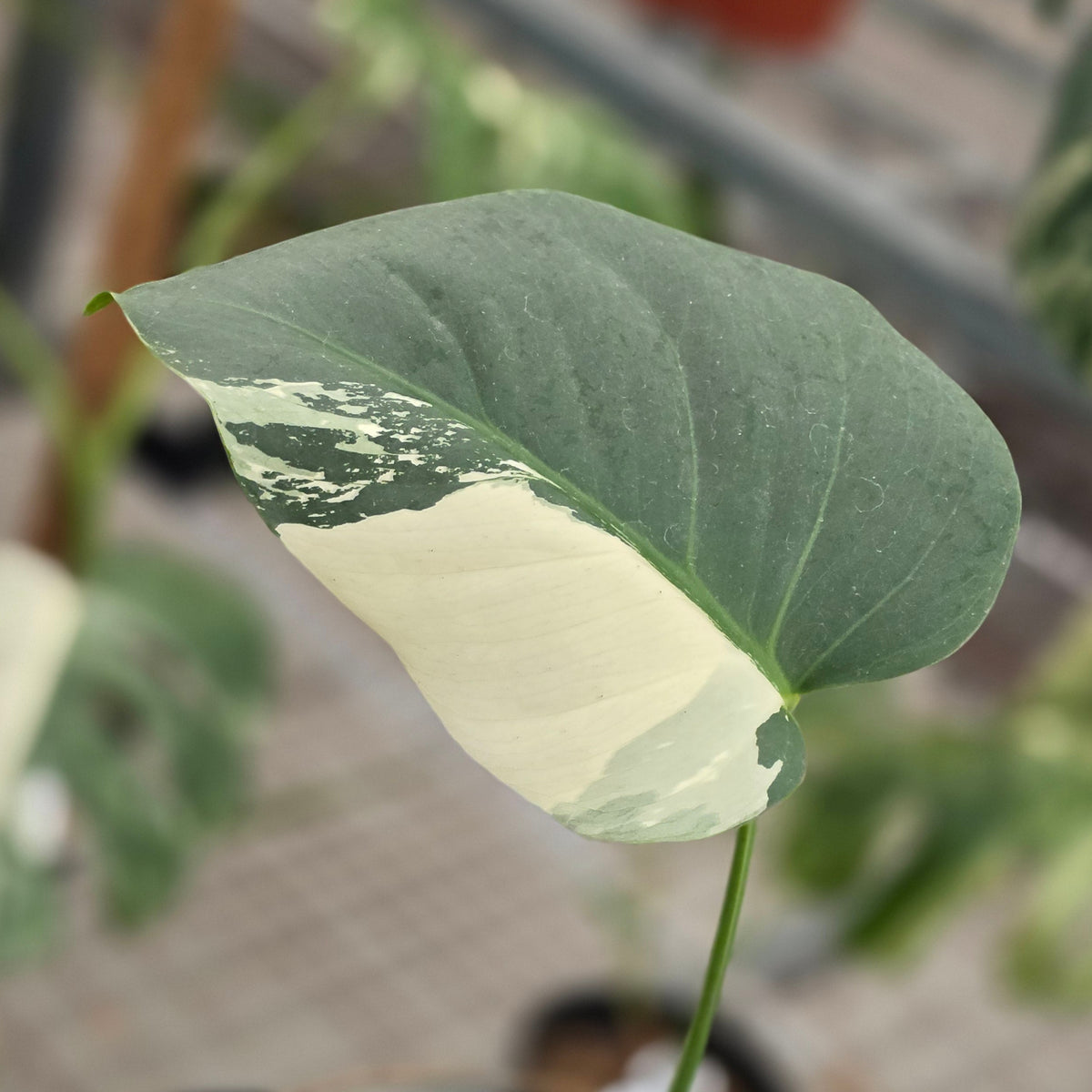 Monstera jungle mint noid - AM05-09