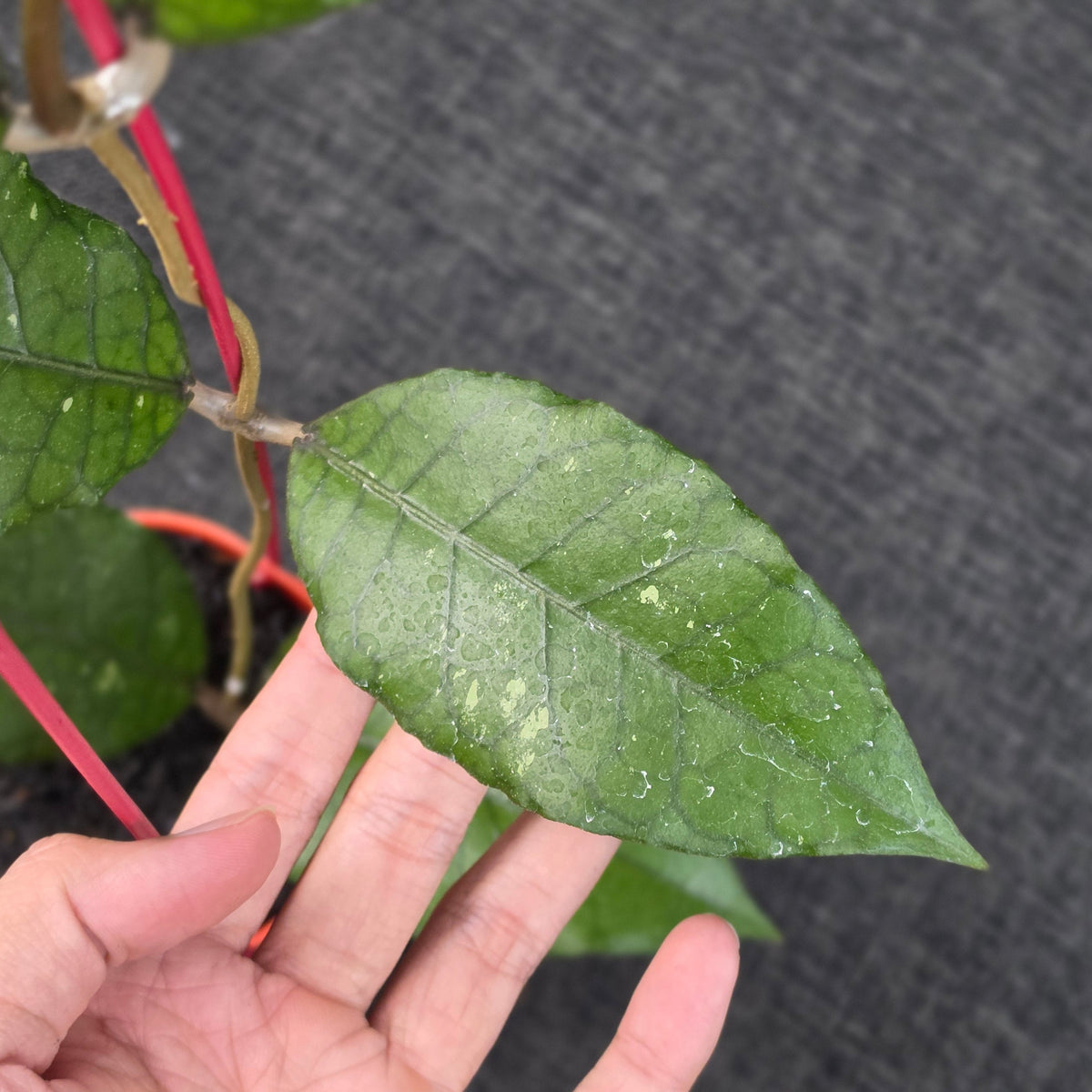 Hoya sp 'Aceh Dragon'