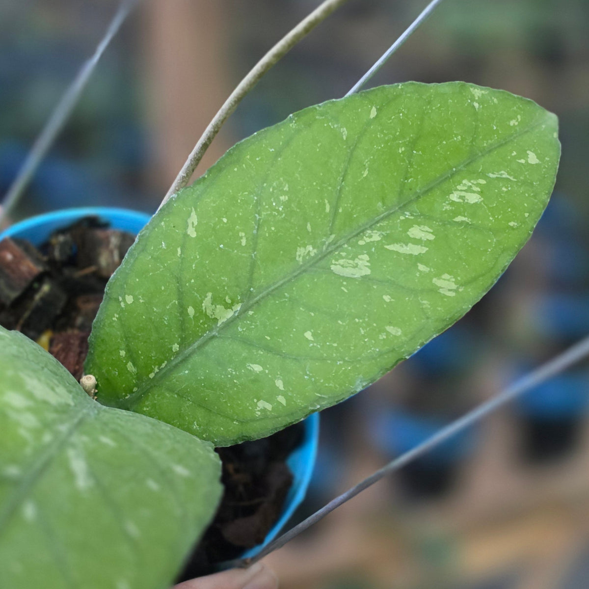Hoya sp aceh green whisper