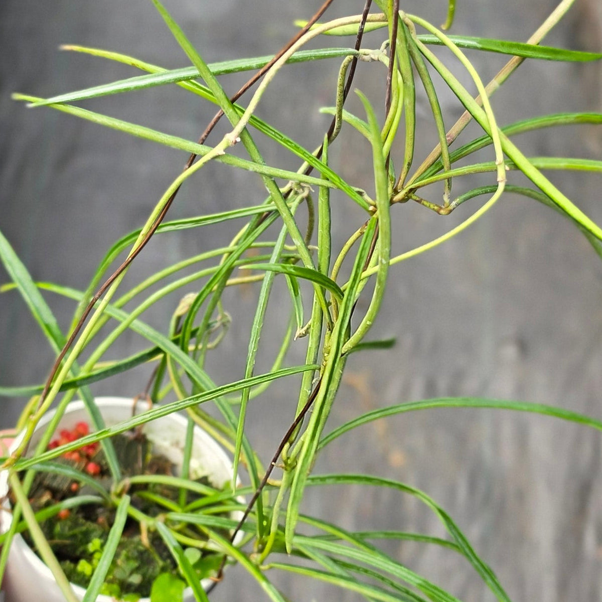 Hoya acicularis
