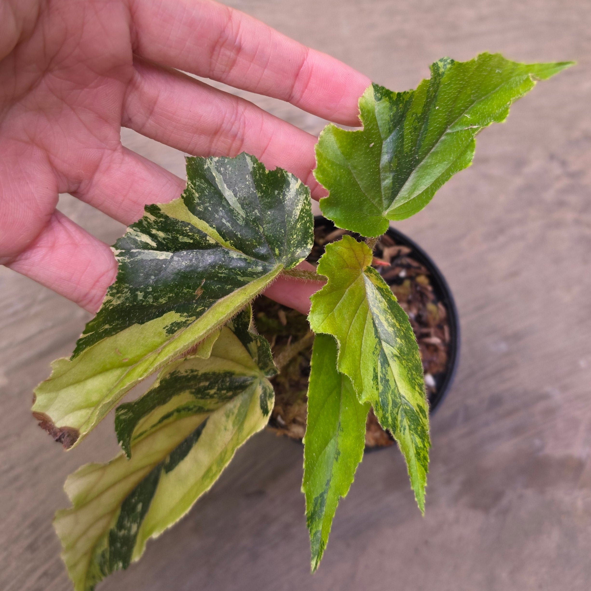Begonia ginny galaxy variegated