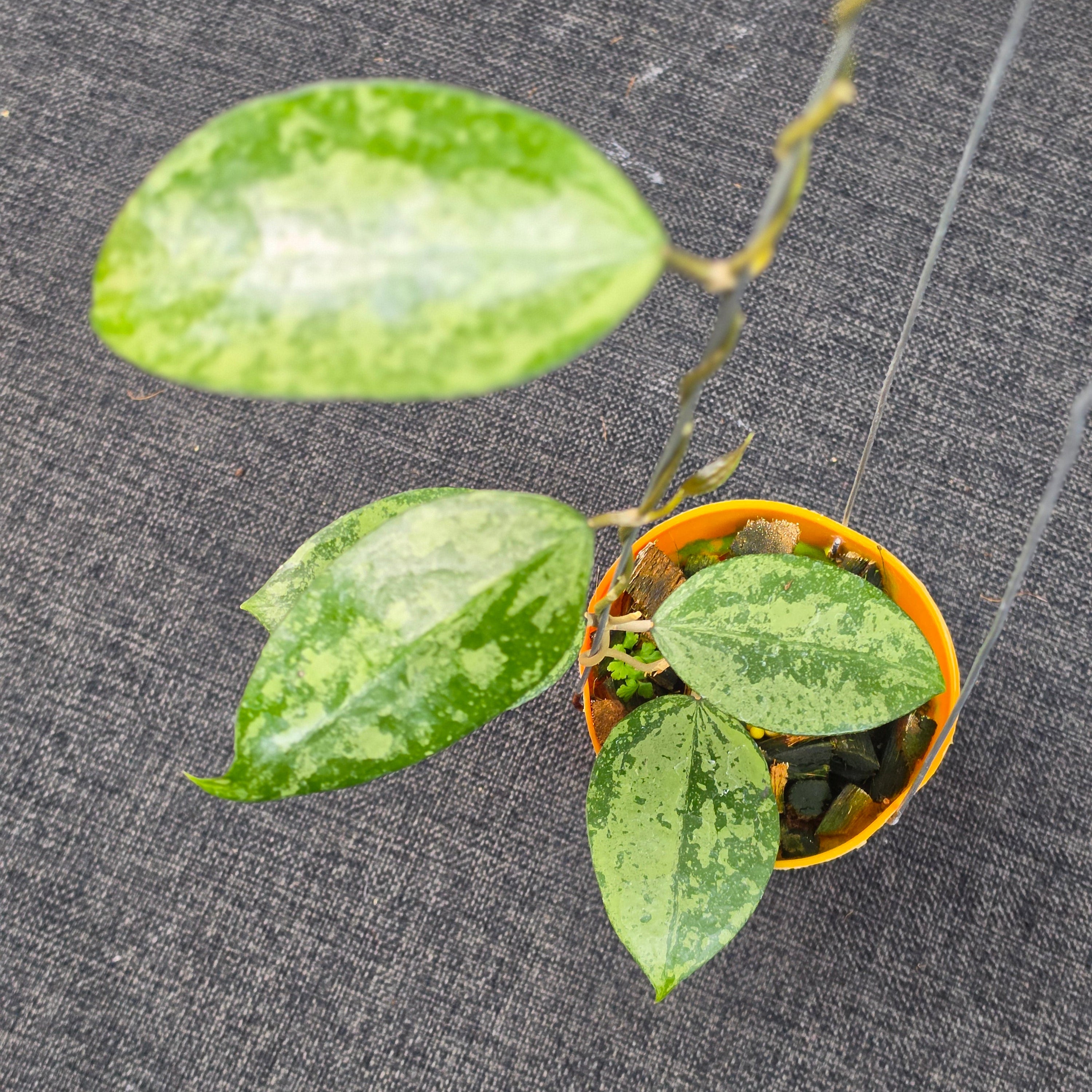 Hoya verticillata 'Nganjuk Splash'