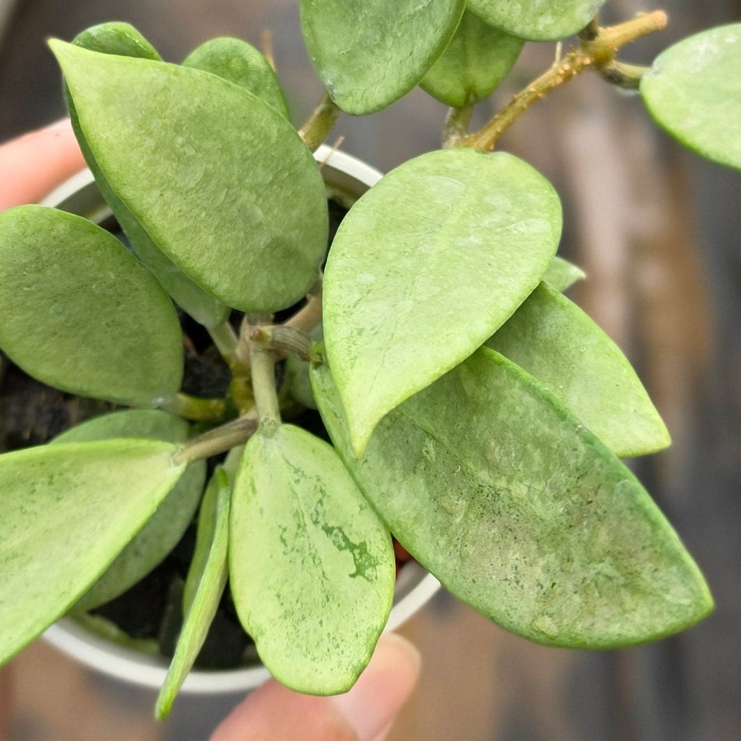 Hoya ‘Silver Lady’