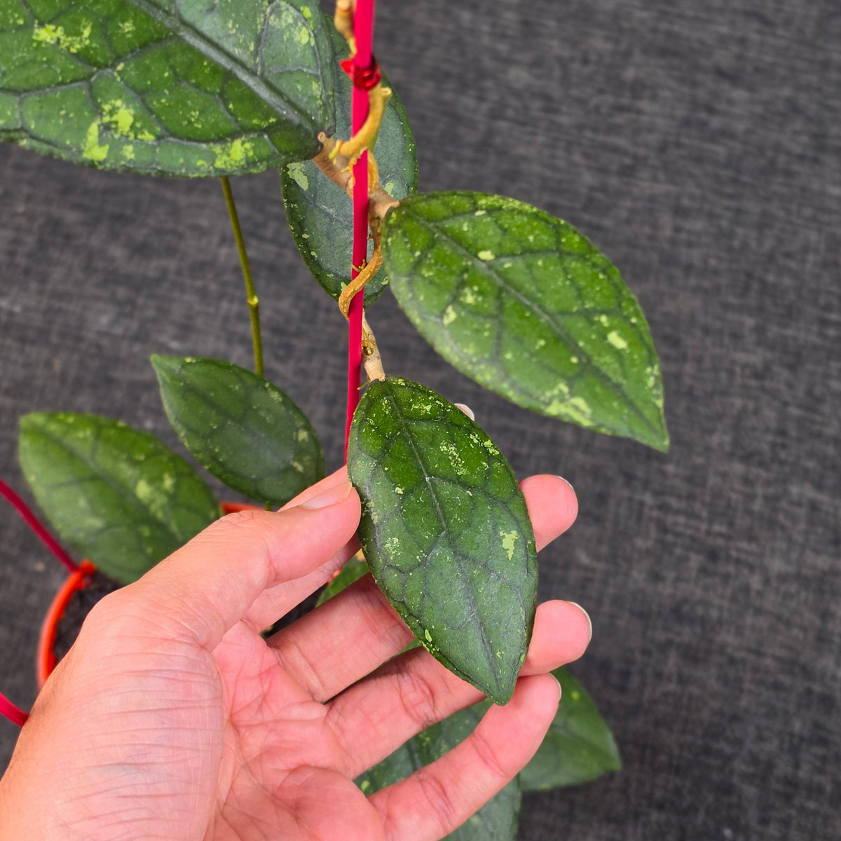 Hoya clemensiorum 'Turtle Black'