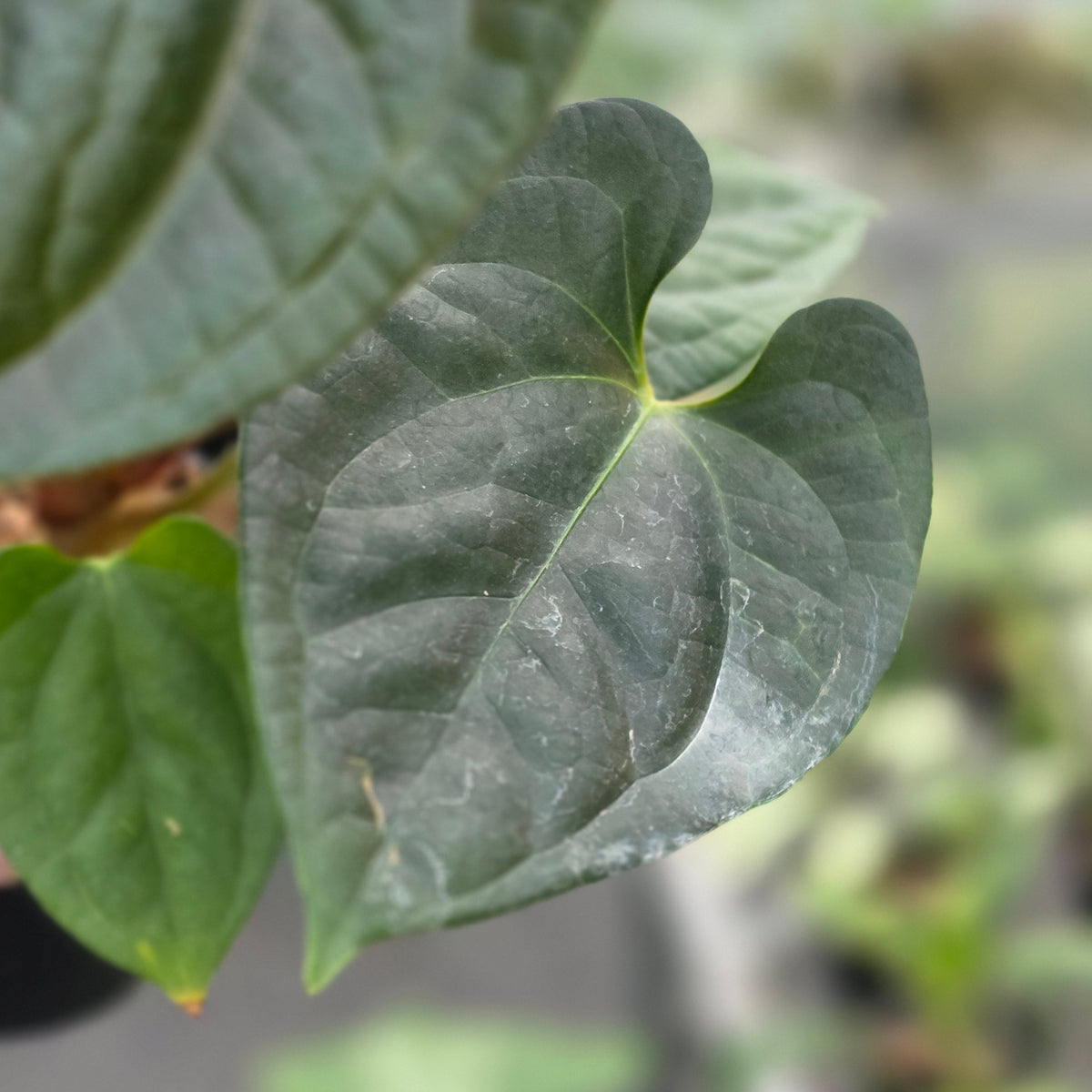 Anthurium noid x luxurian - AM20-09
