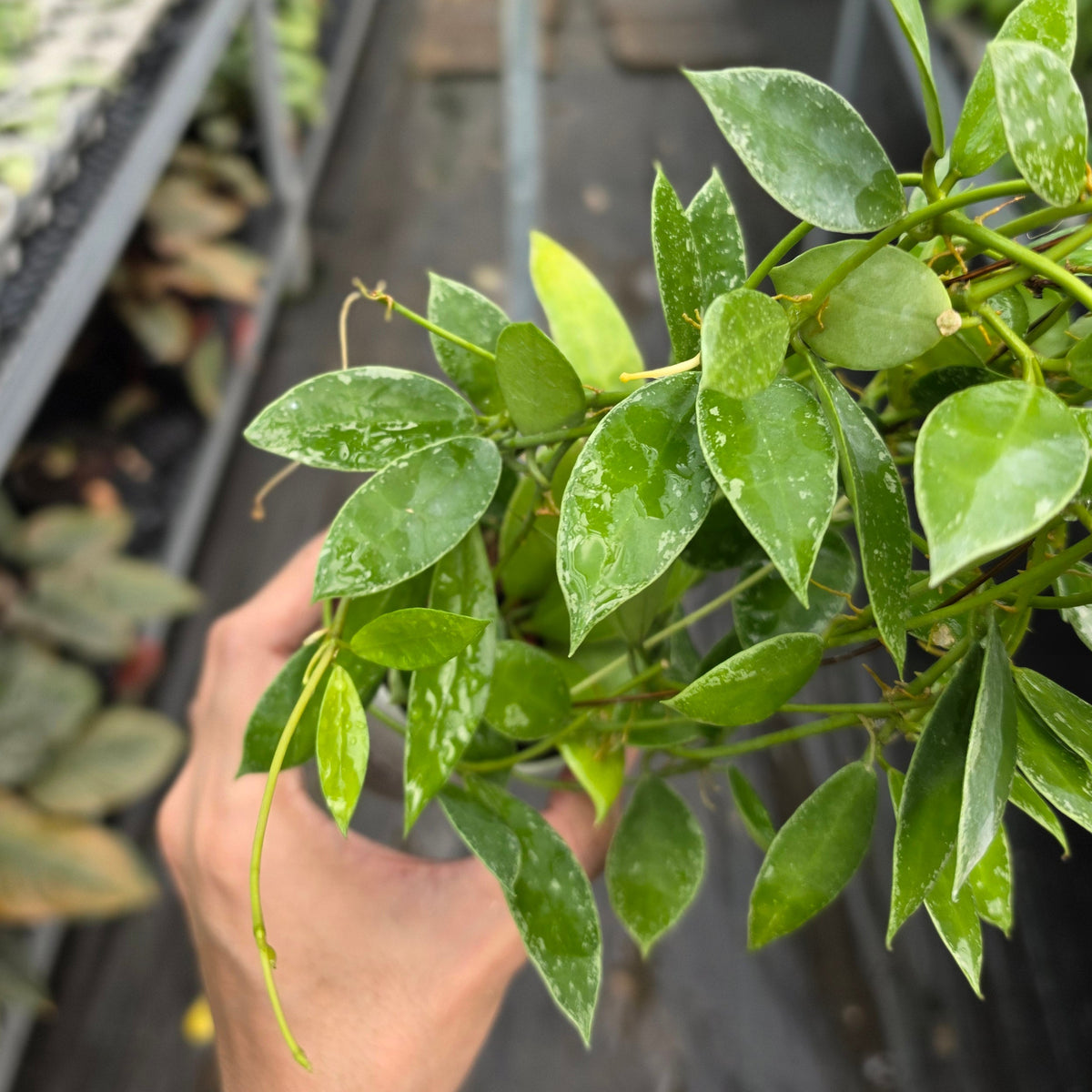 Hoya lacunosa ‘Silver Edge’