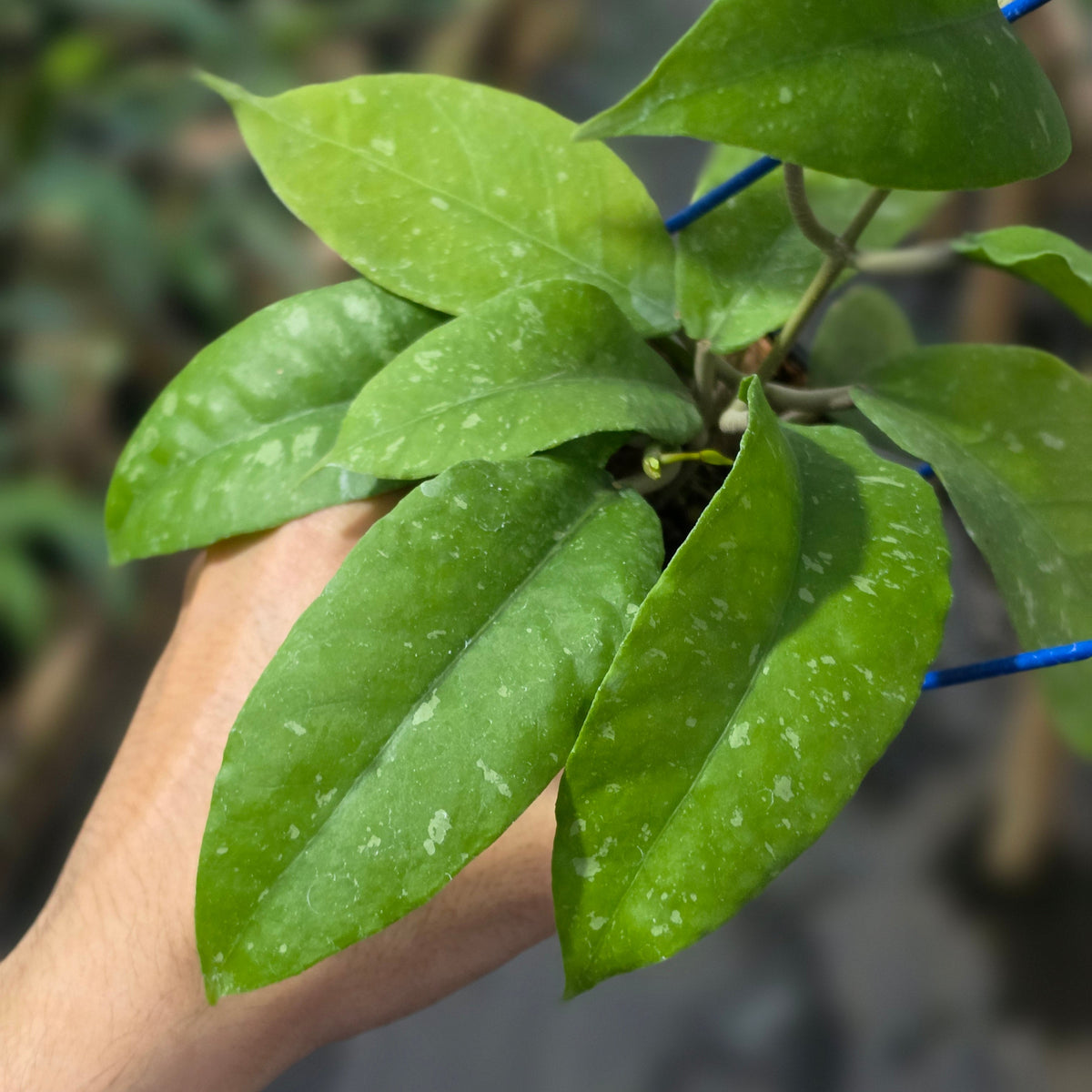 Hoya sp aceh ozzy