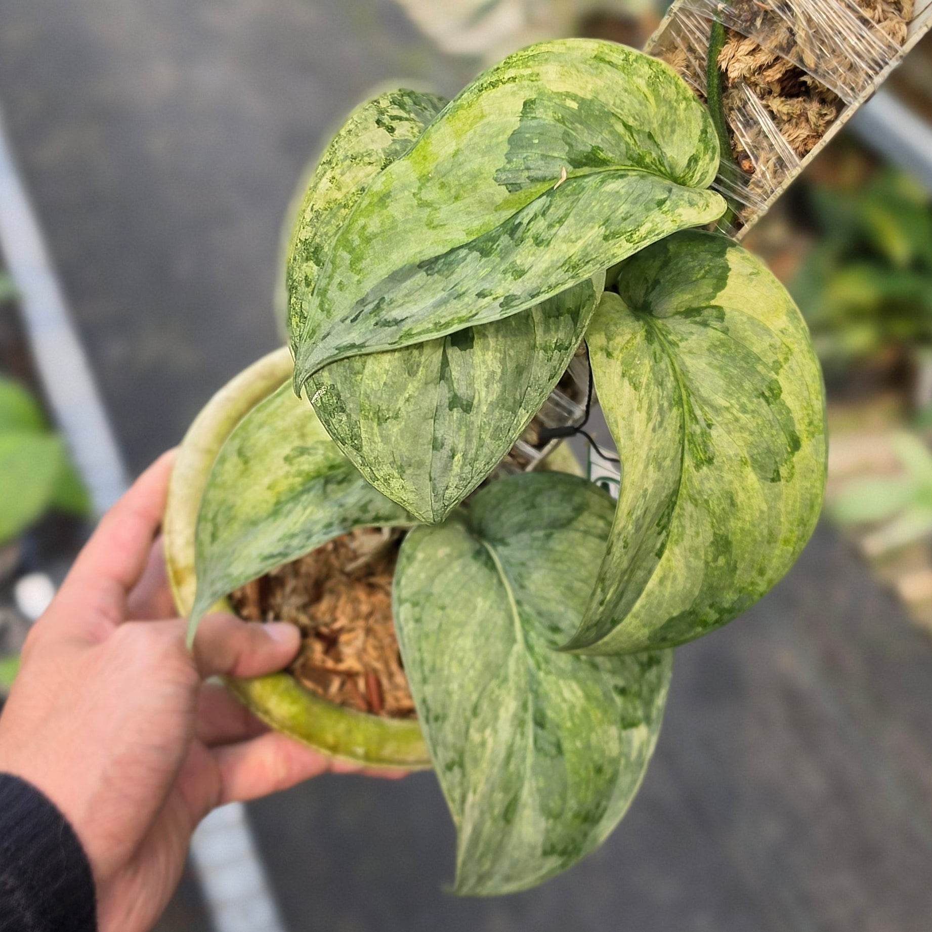 Scindapsus nirmala