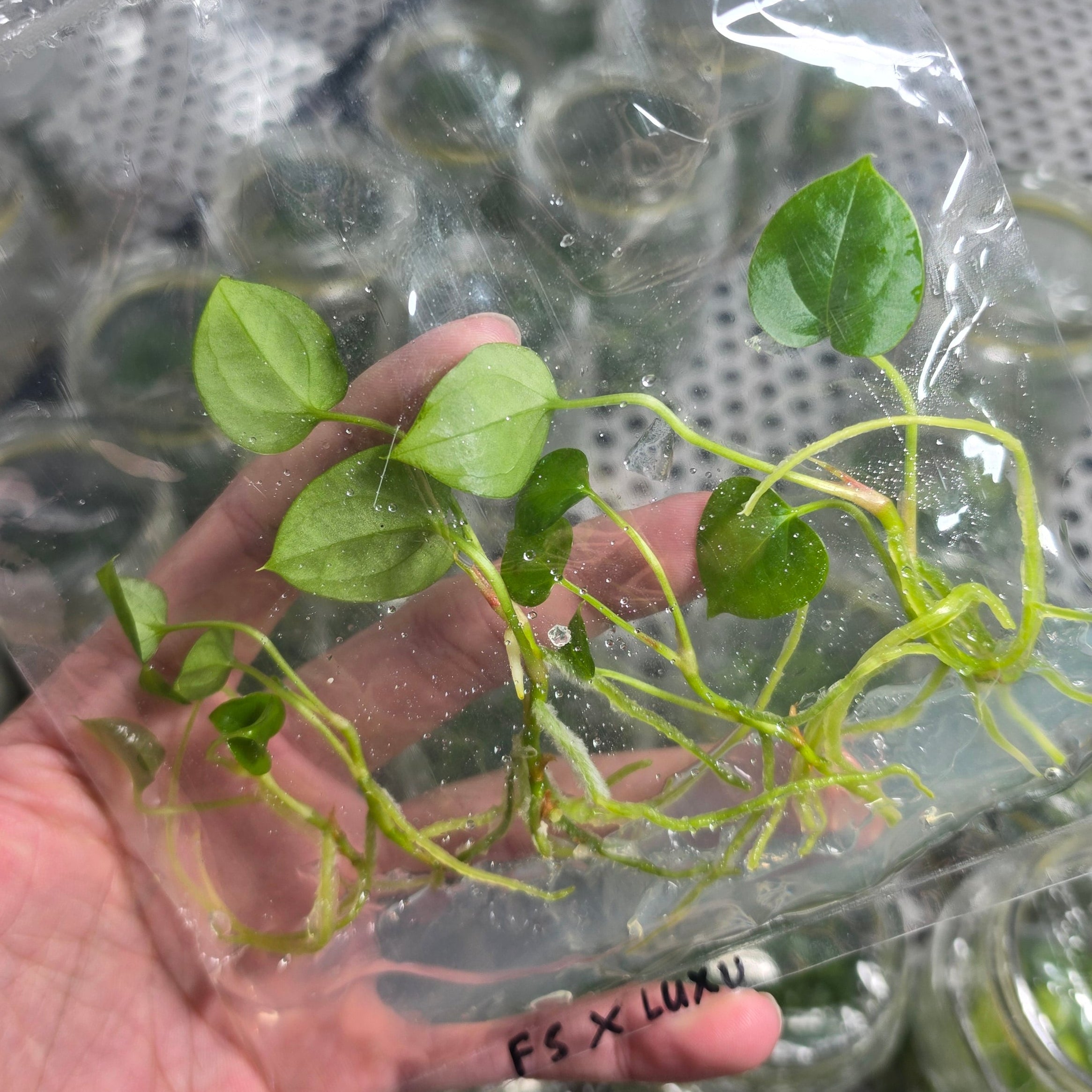 Anthurium fort sherman x luxurians - Tissue culture
