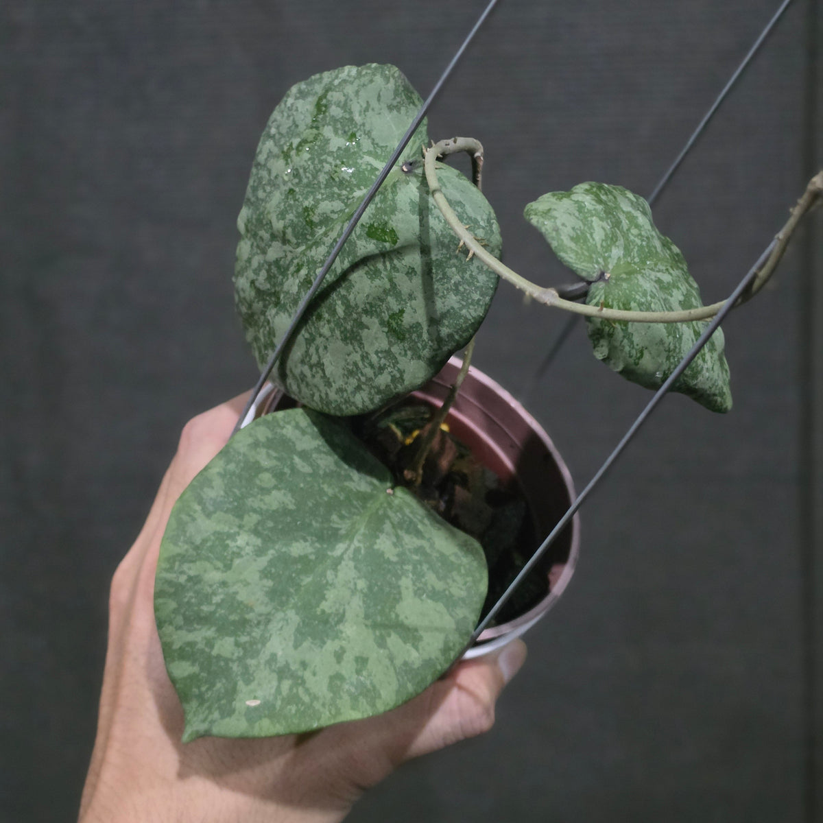 Hoya purpureofusca x imbricata