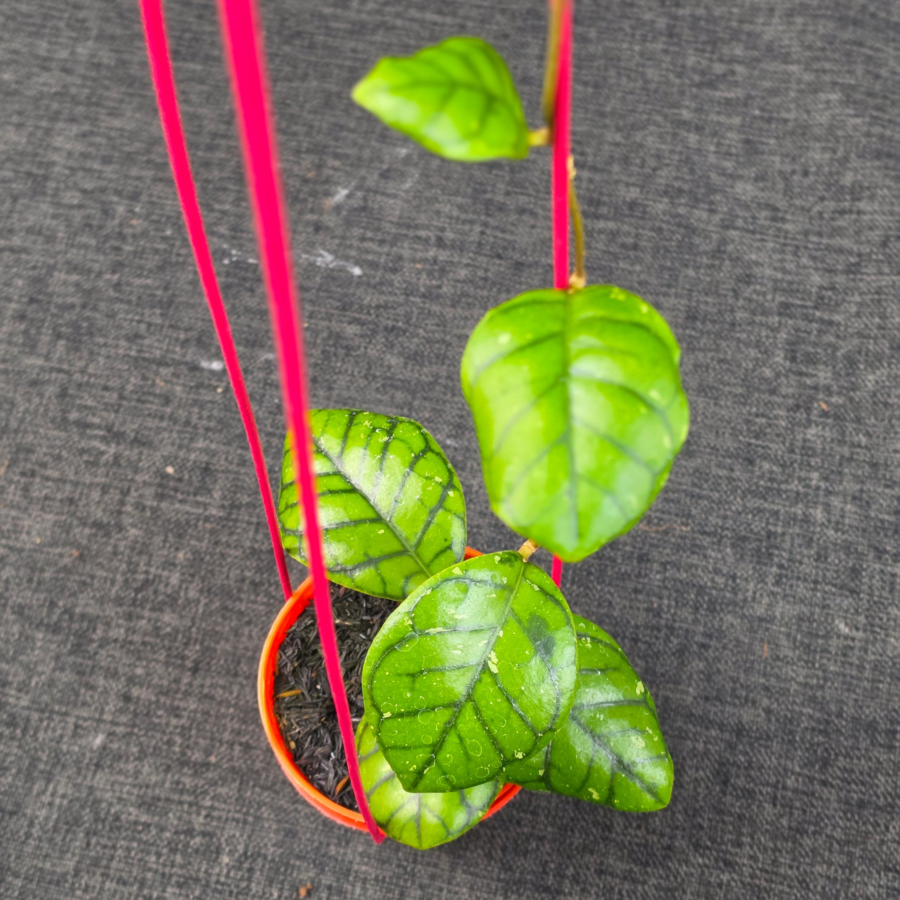 Hoya callistophylla 'Chibi'
