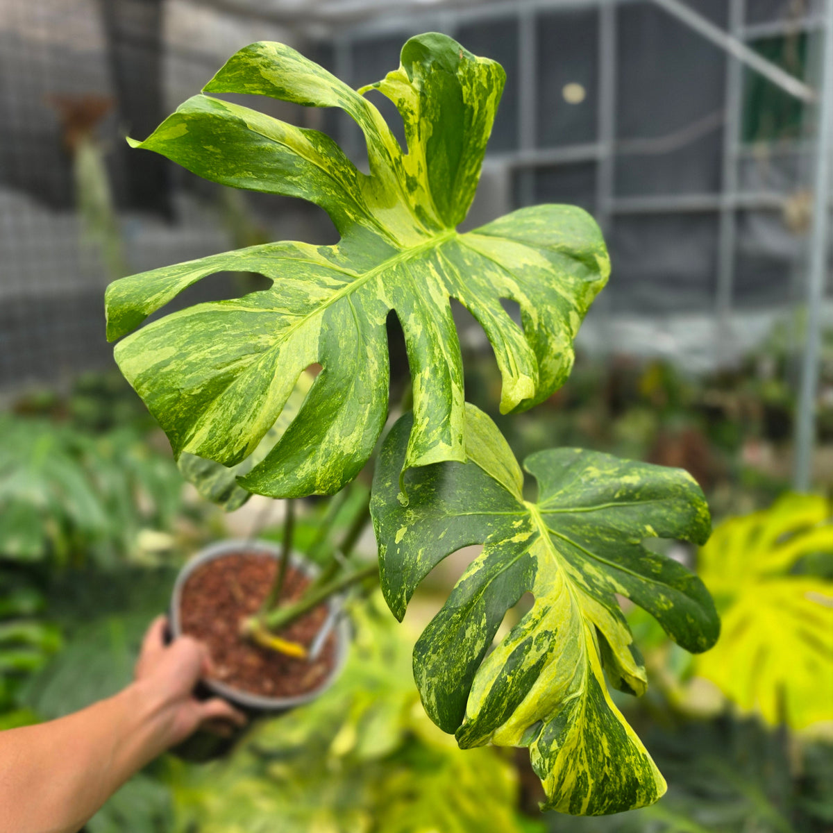 Monstera deliciosa 'Masterpiece'