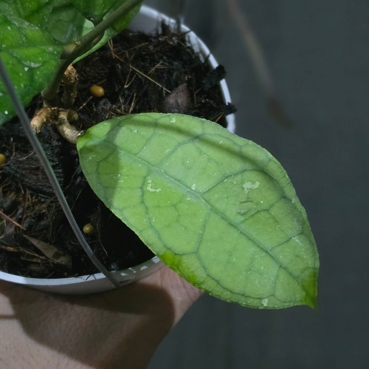Hoya Susanti M13 (aff lambii × clemensiorum Borneo)