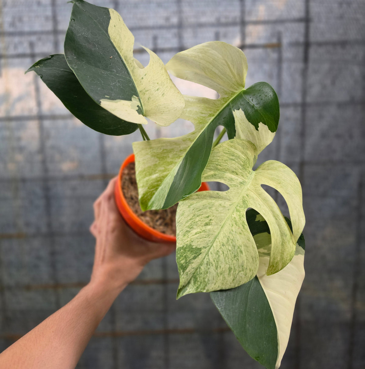 Monstera mint variegated