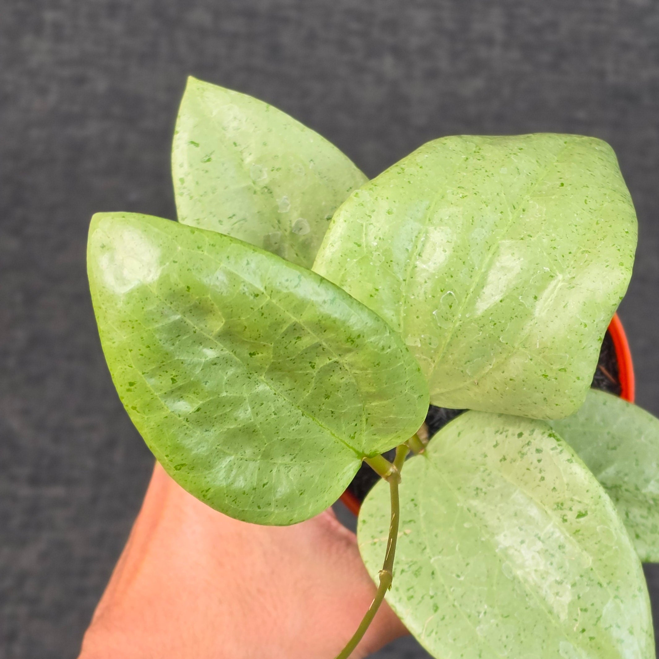 Hoya glabra 'gin' (silver)