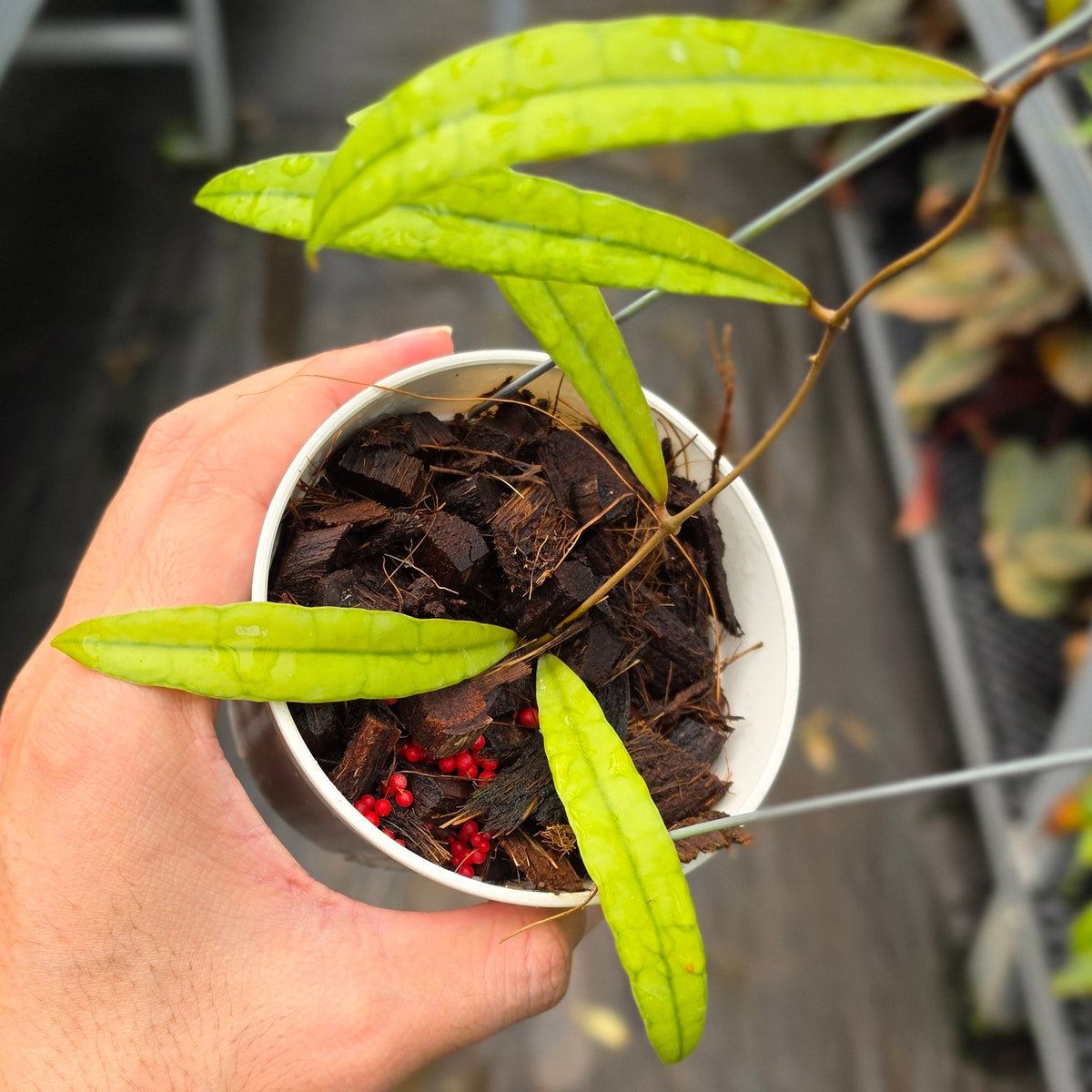 Hoya aff. callistophylla ‘Jungle Spear’