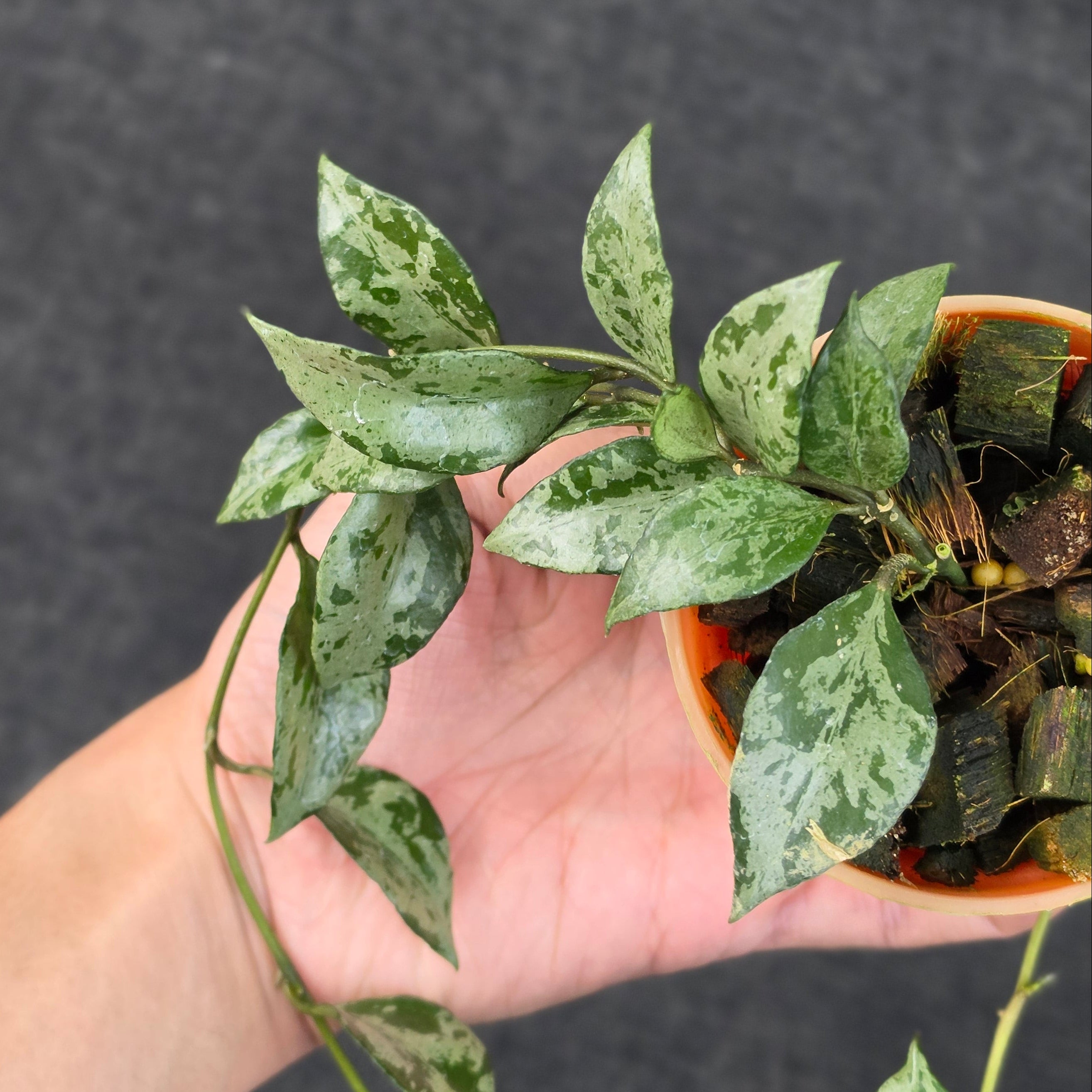 Hoya lacunosa 'Green Flame'