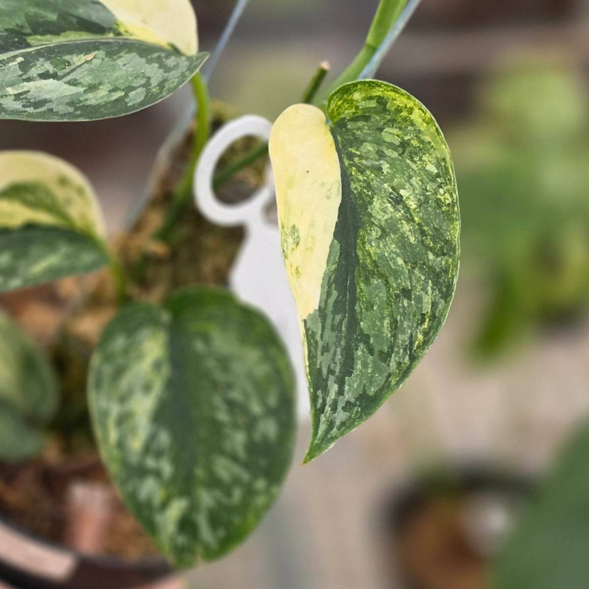 Scindapsus rajatapura - AM07-09