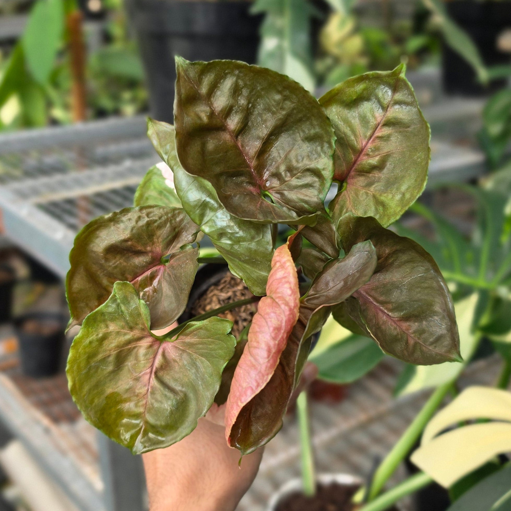 RP Syngonium Maria - AM05-08