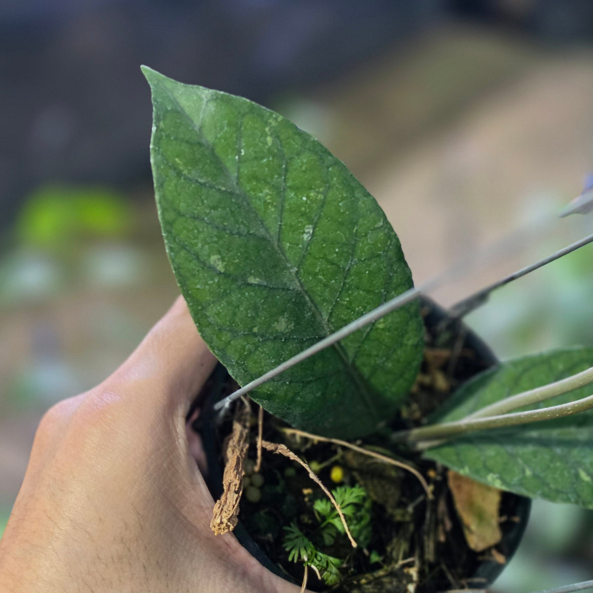 Hoya sp aceh green scale