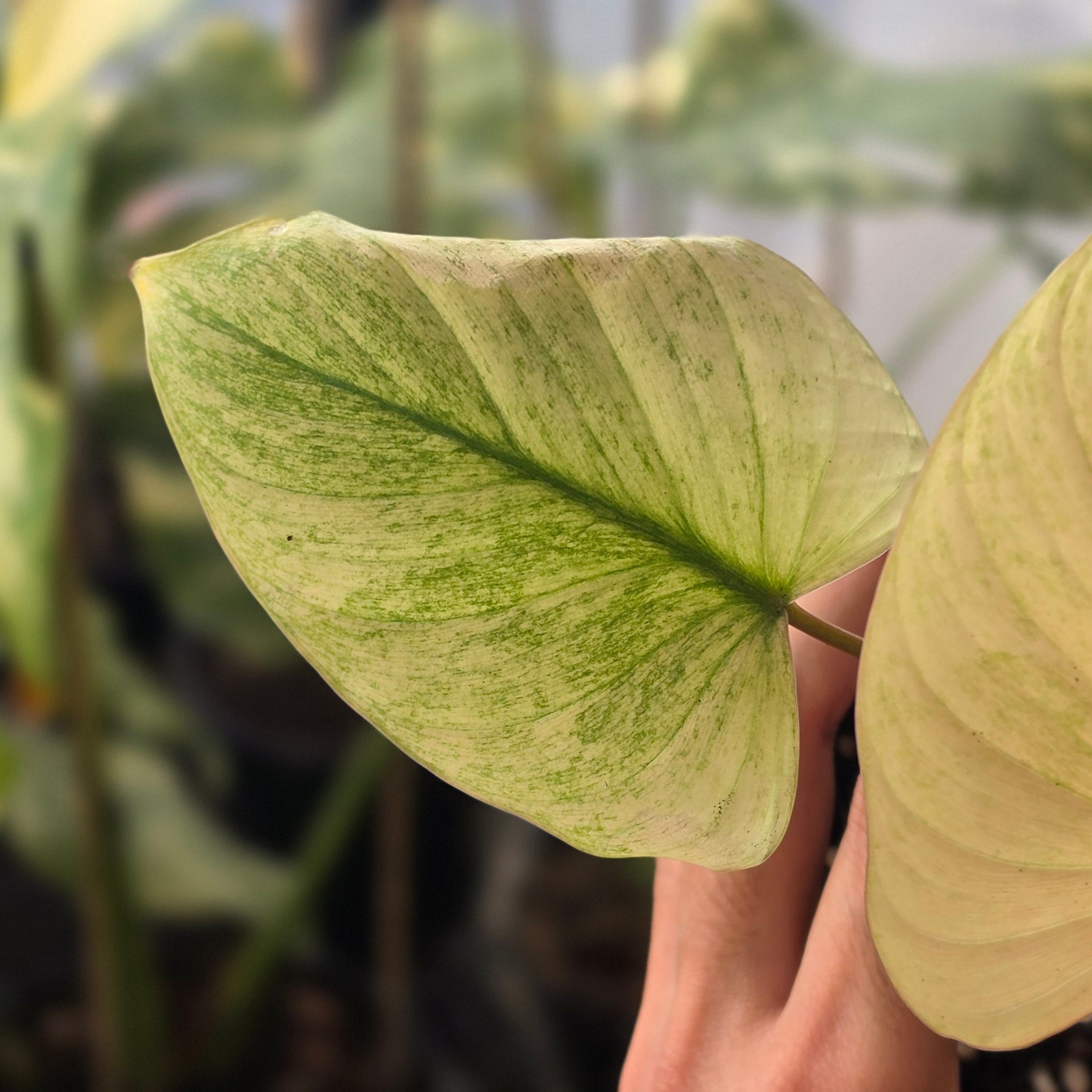 Homalomena Rubescens "Mint Peach"