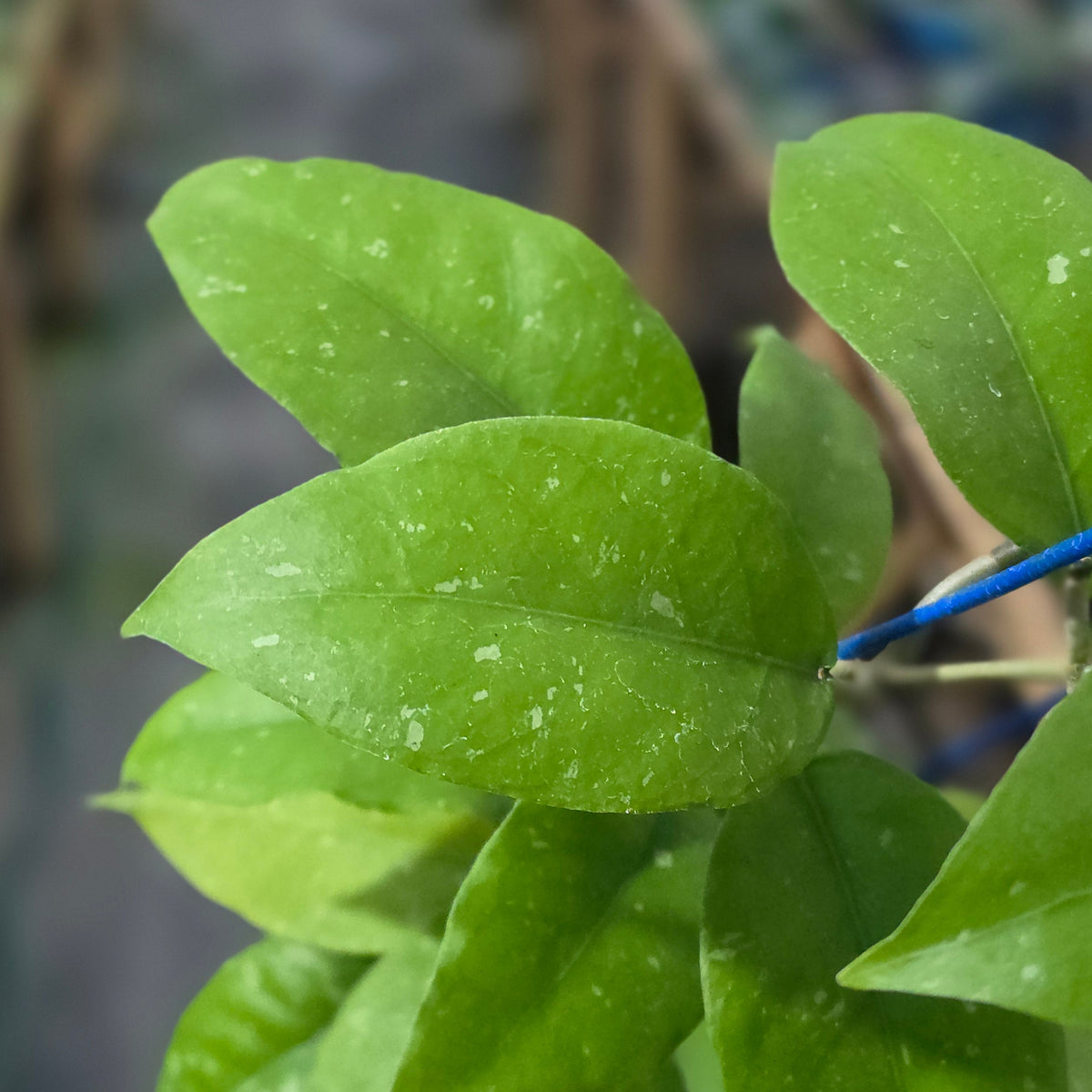 Hoya sp aceh ozzy
