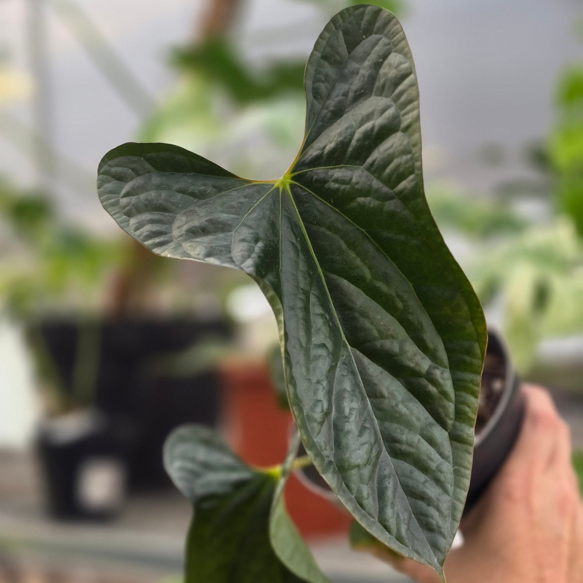 Anthurium fortsherman x luxurian - AM27-09