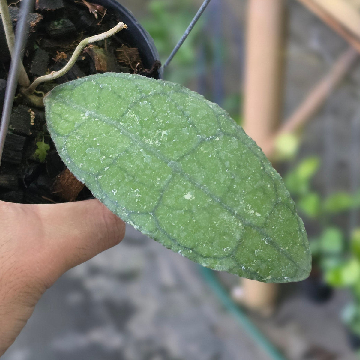 Hoya clemensiorum 'Veinless'