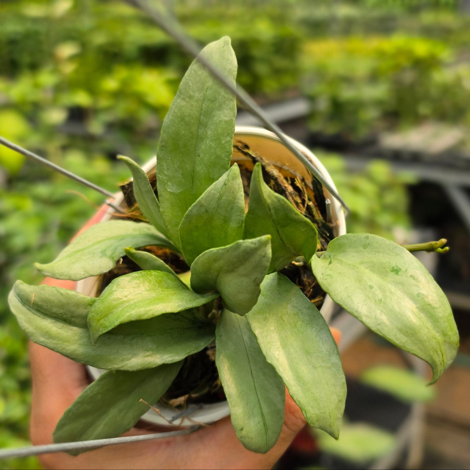 Hoya lacunosa ‘Curly’