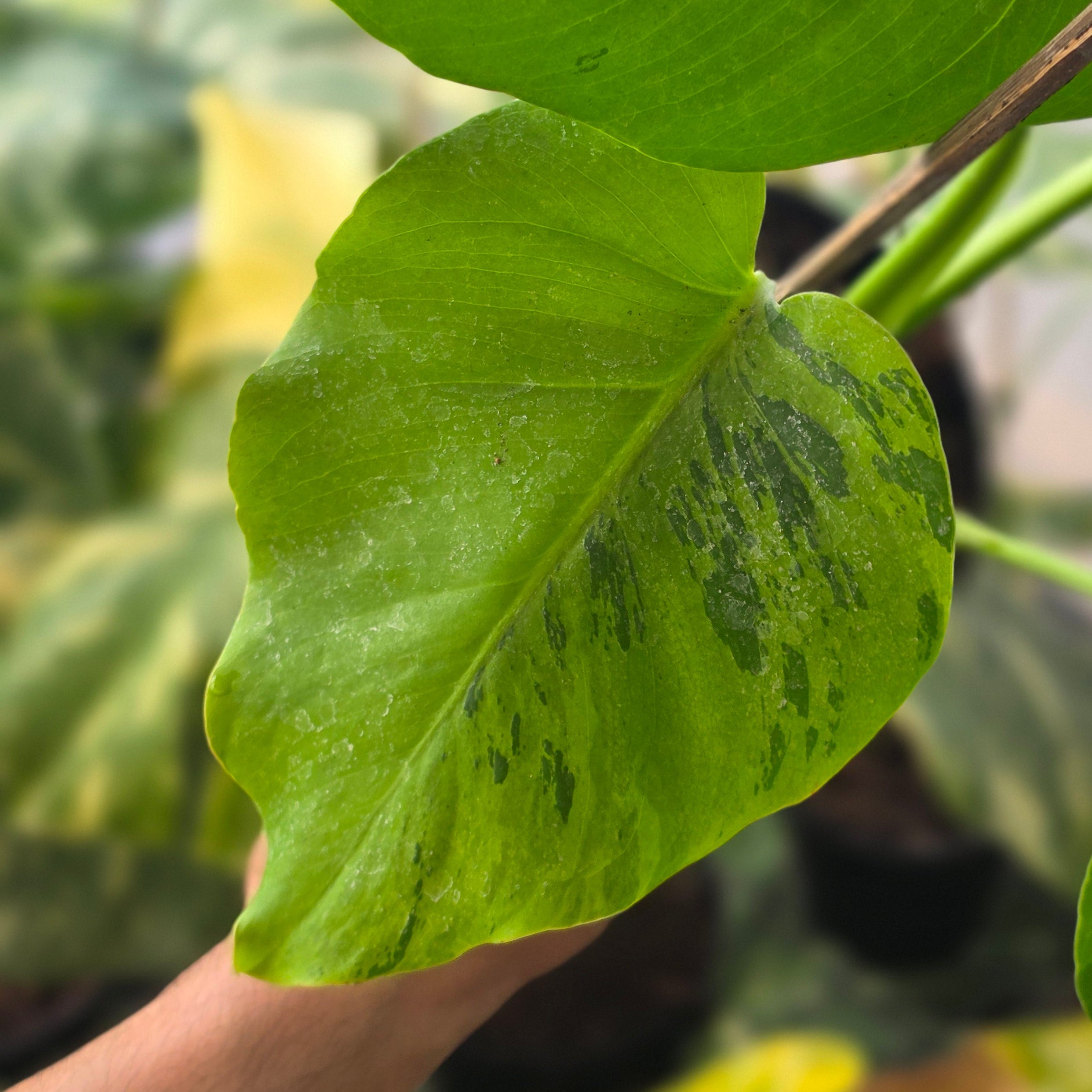 Monstera brazilian aurora