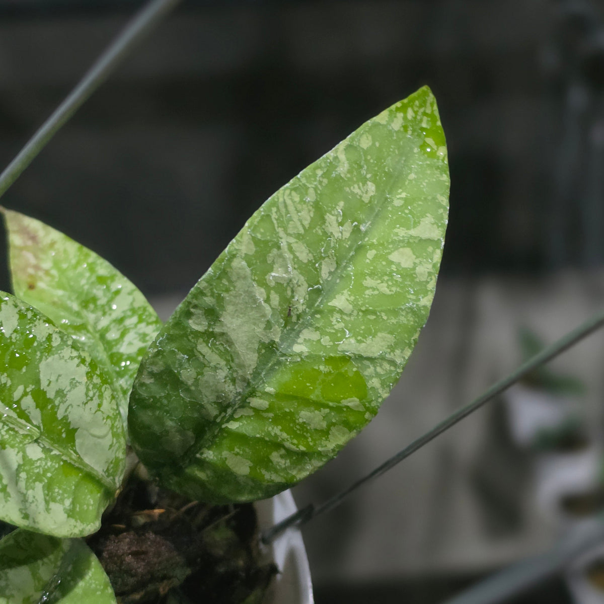 Hoya sp aceh perak raya