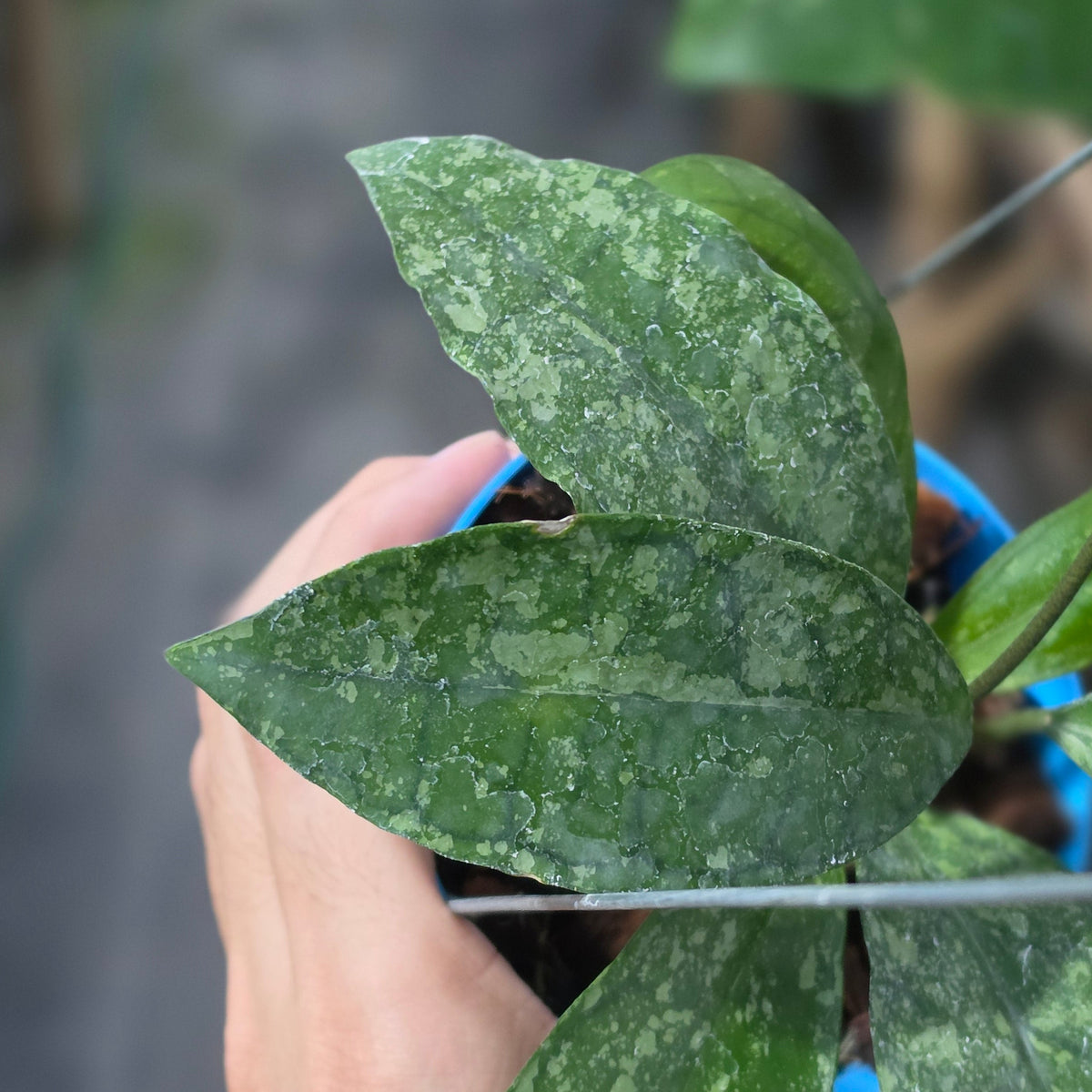 Hoya callistophylla x elliptica (Callistopica)