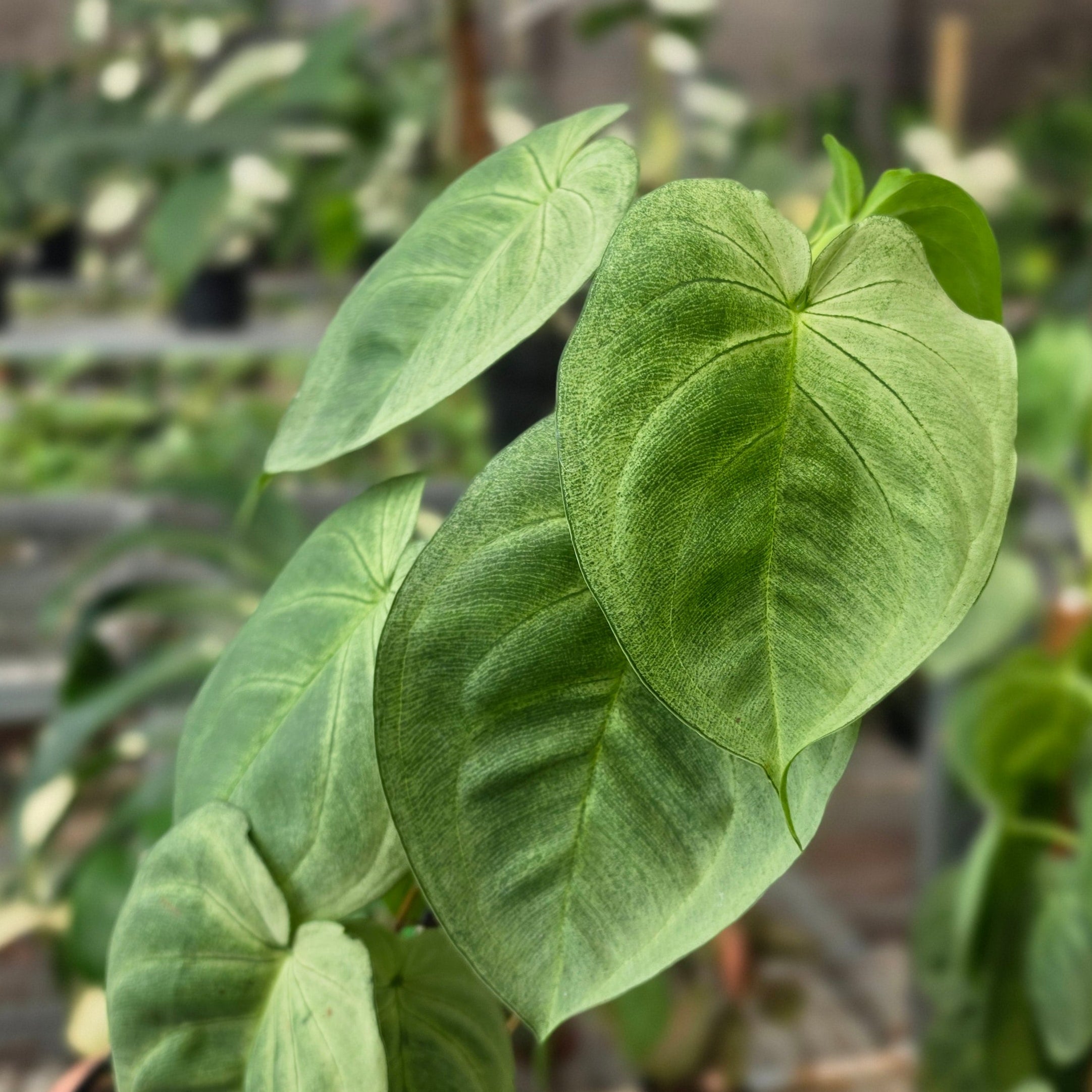 RP Syngonium Frosted heart - AM06-08
