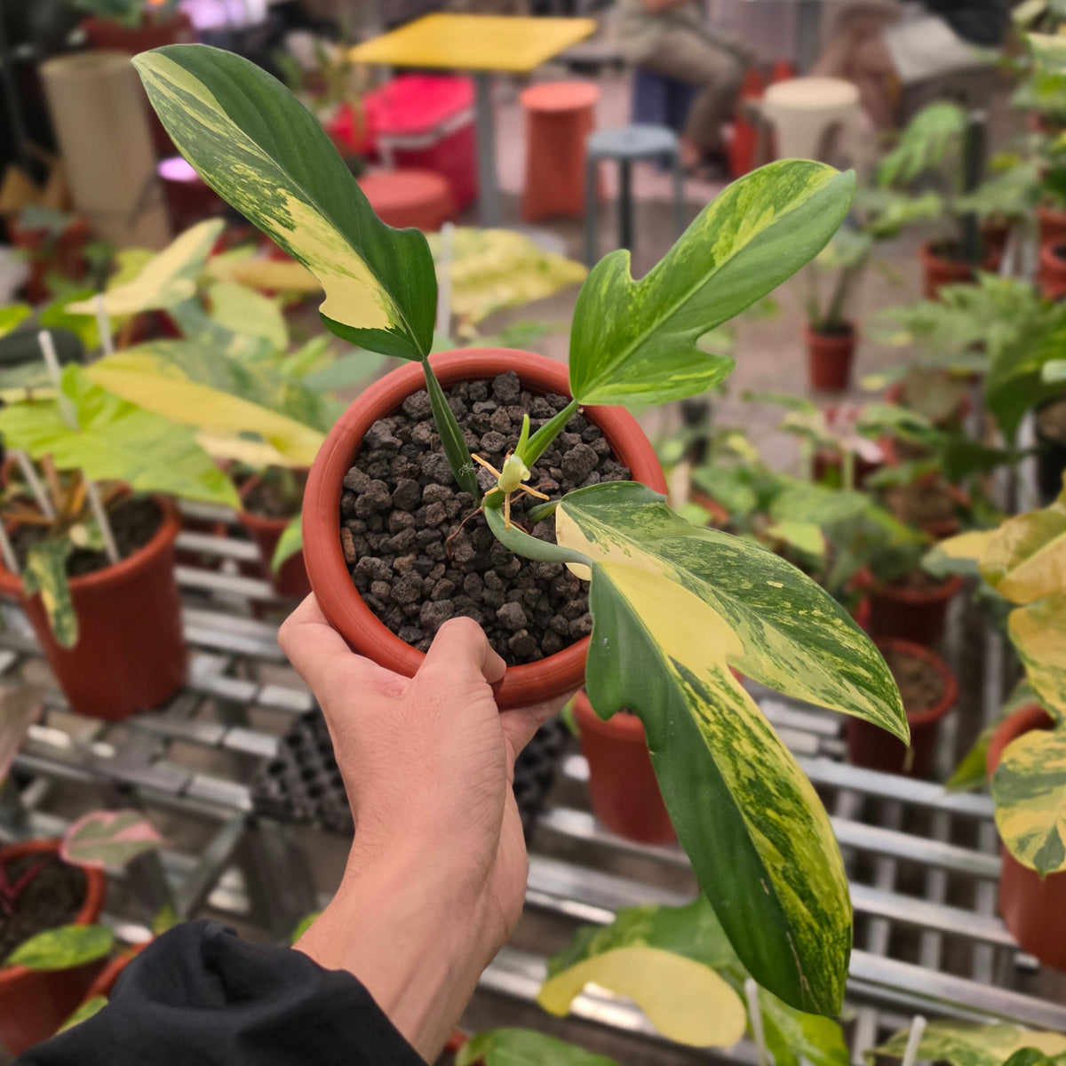 Philodendron panduriforme variegated