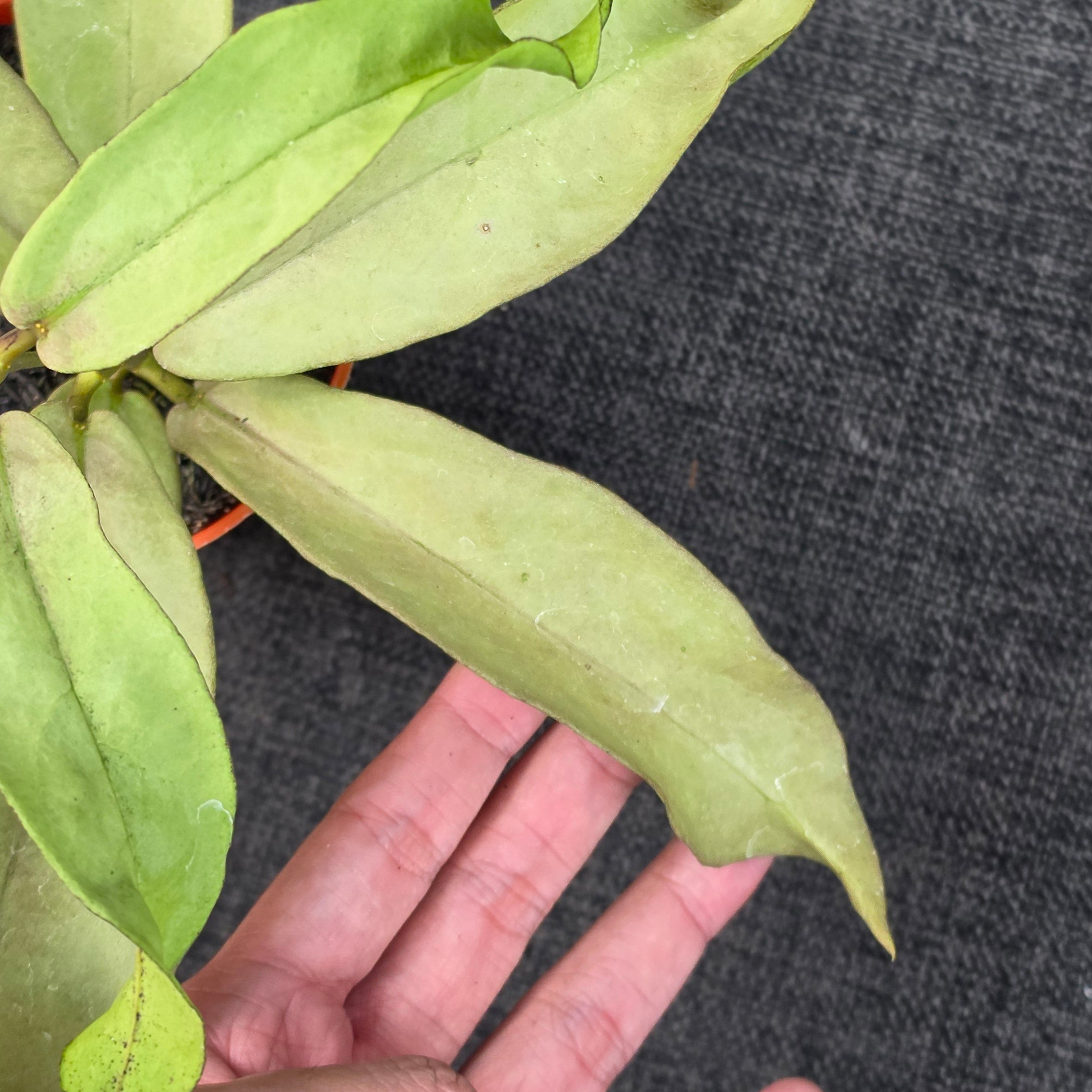 Hoya mitrata 'Pearl Gold'