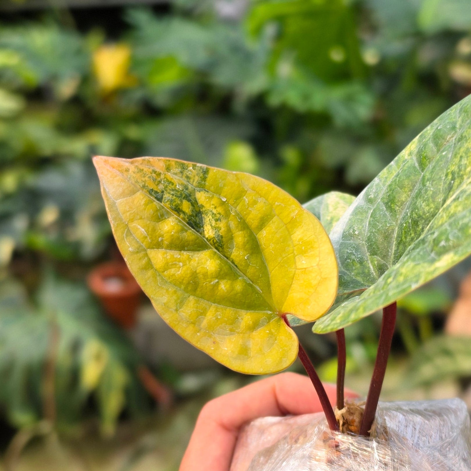 Anthurium Radicans variegated