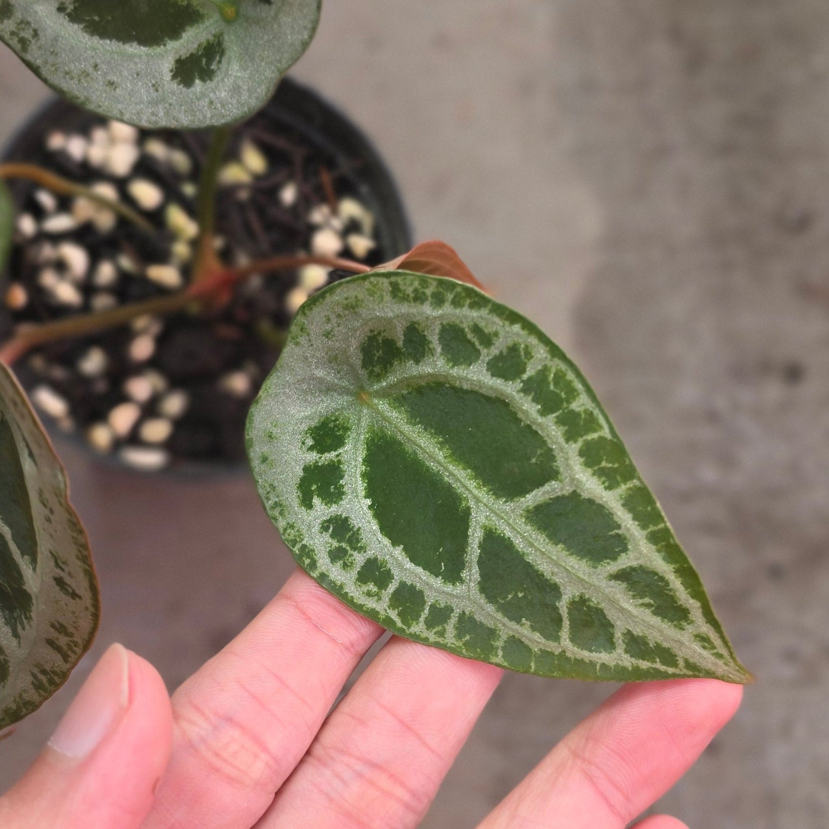 Anthurium red diamond shield