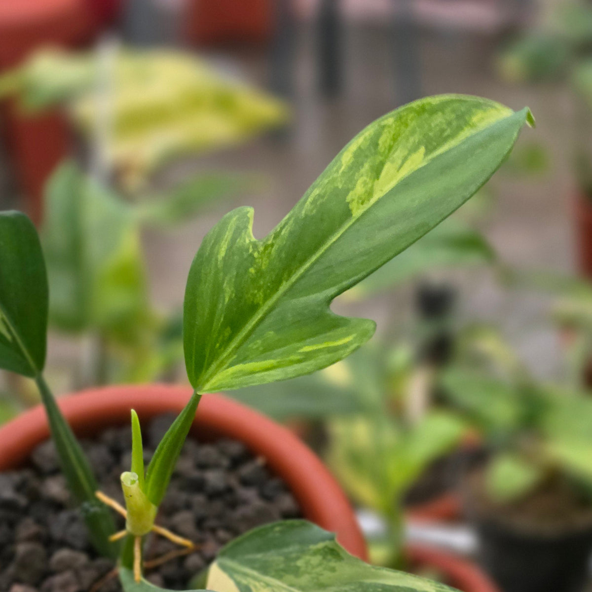 Philodendron panduriforme variegated