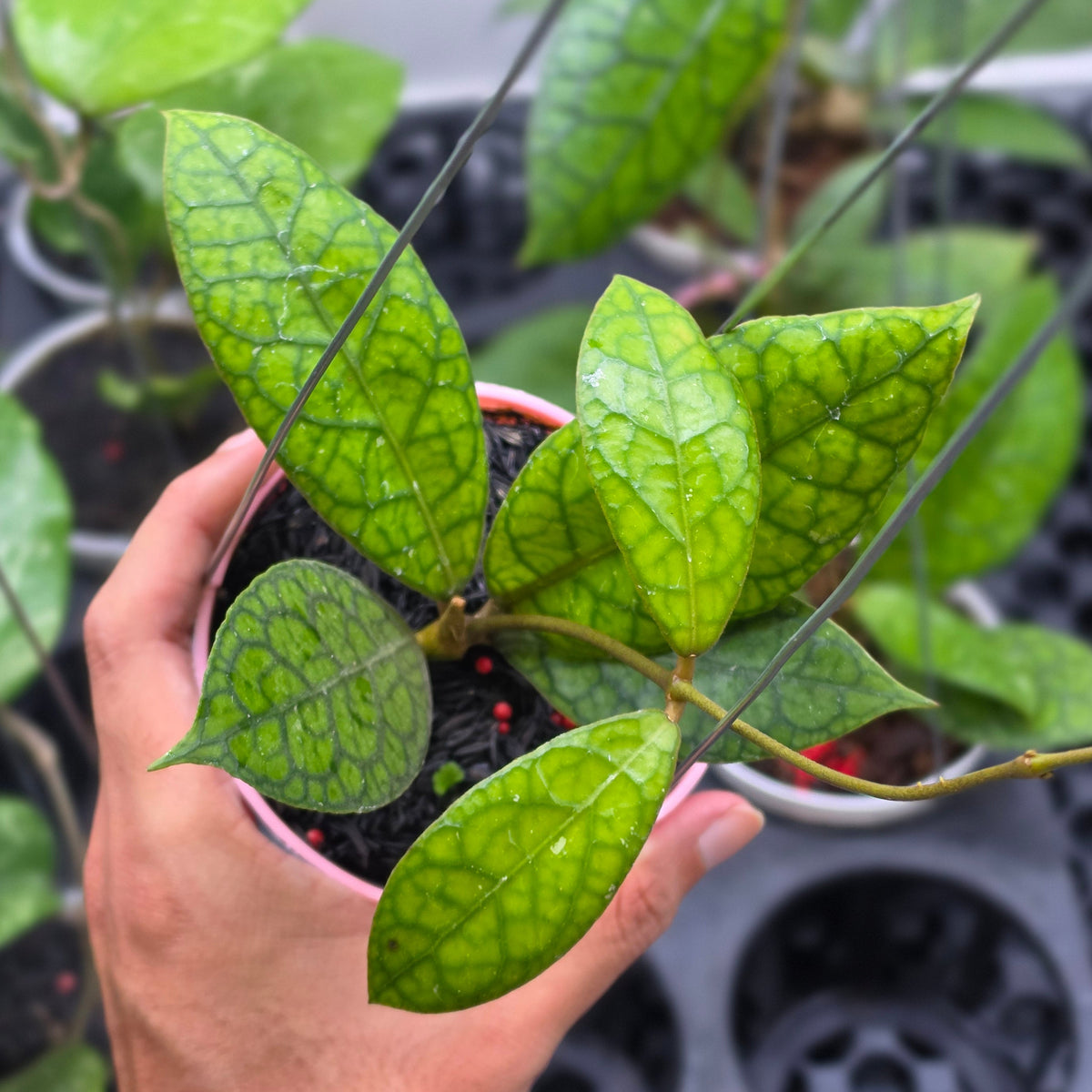 Hoya tortoise sp sumatra