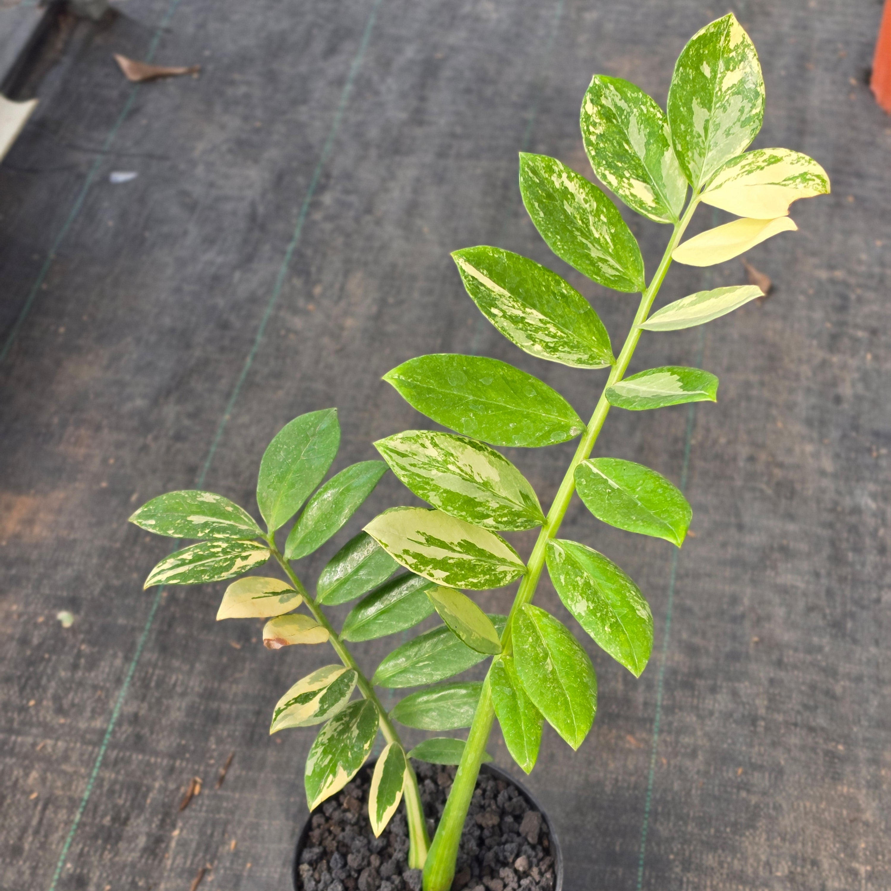 Zamioculcas zamiifolia albo variegated