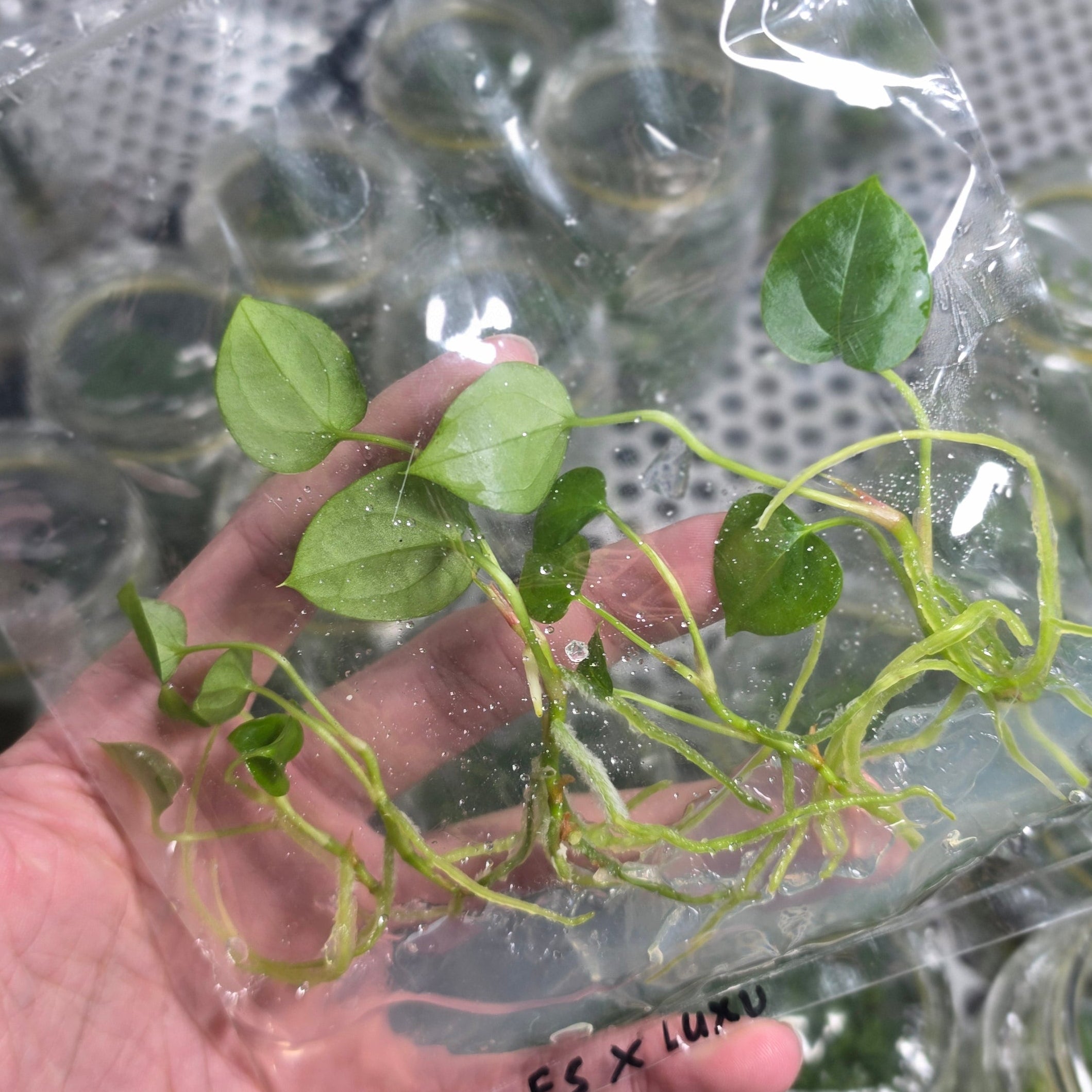 Anthurium fort sherman x luxurians - Tissue culture