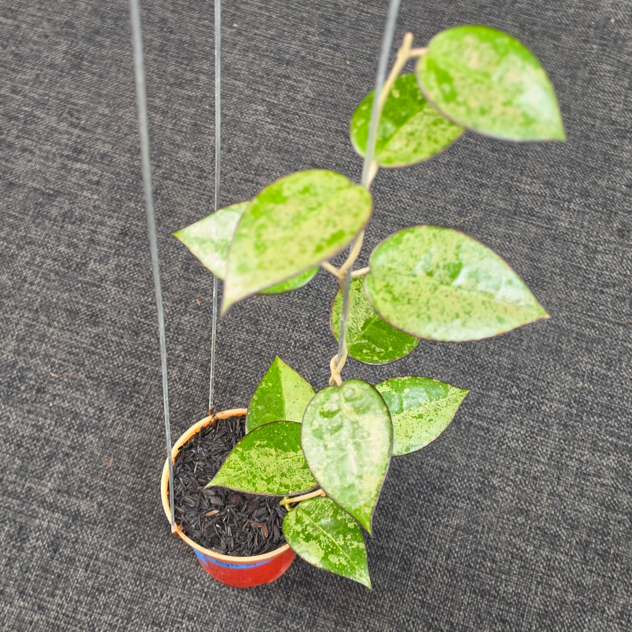 Hoya verticillata 'MA-07 High Splash'