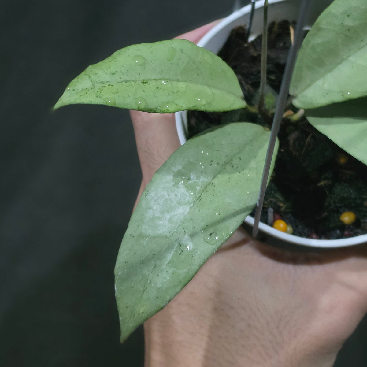 Hoya 'Emperor Silver' (aff clemensiorum)