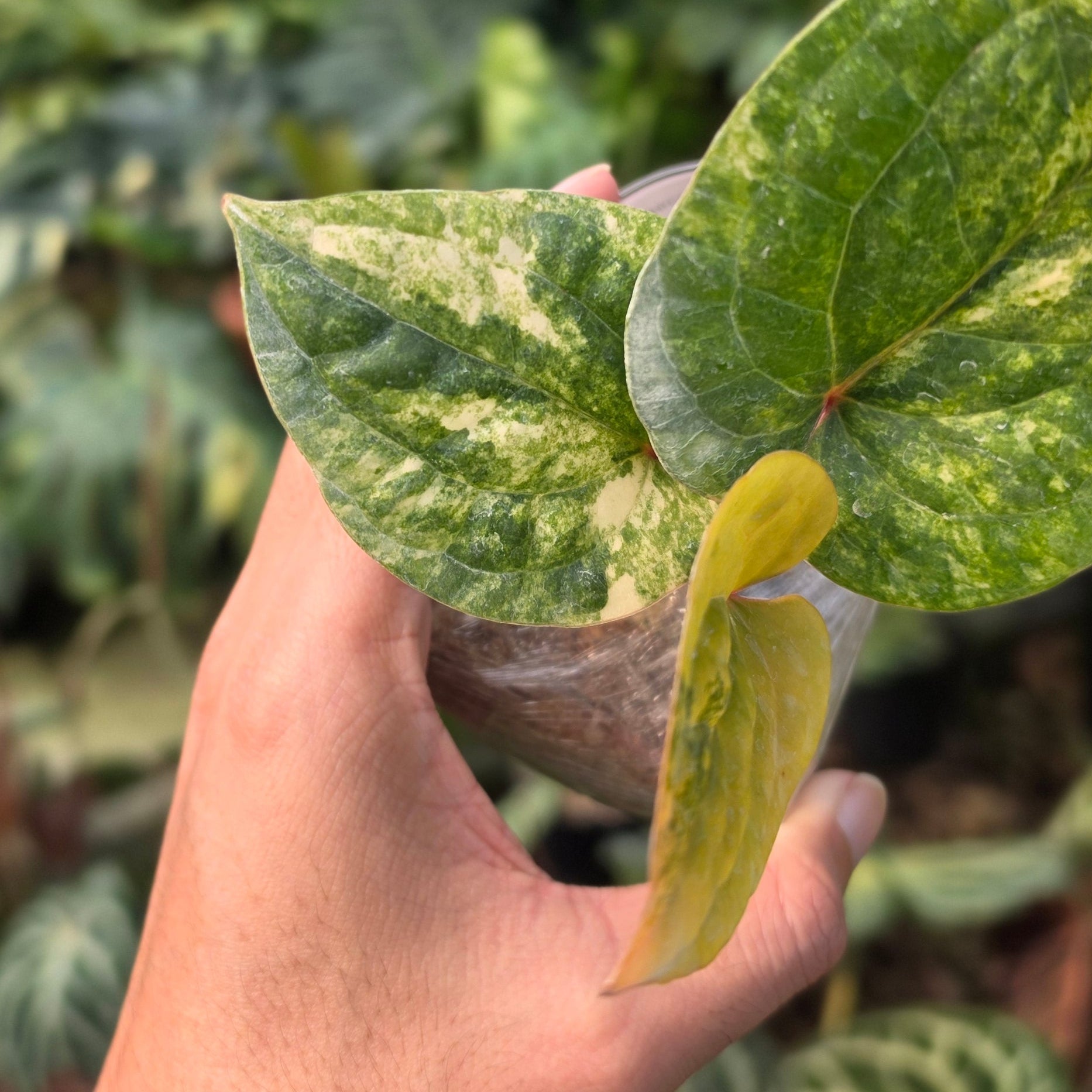 Anthurium Radicans variegated