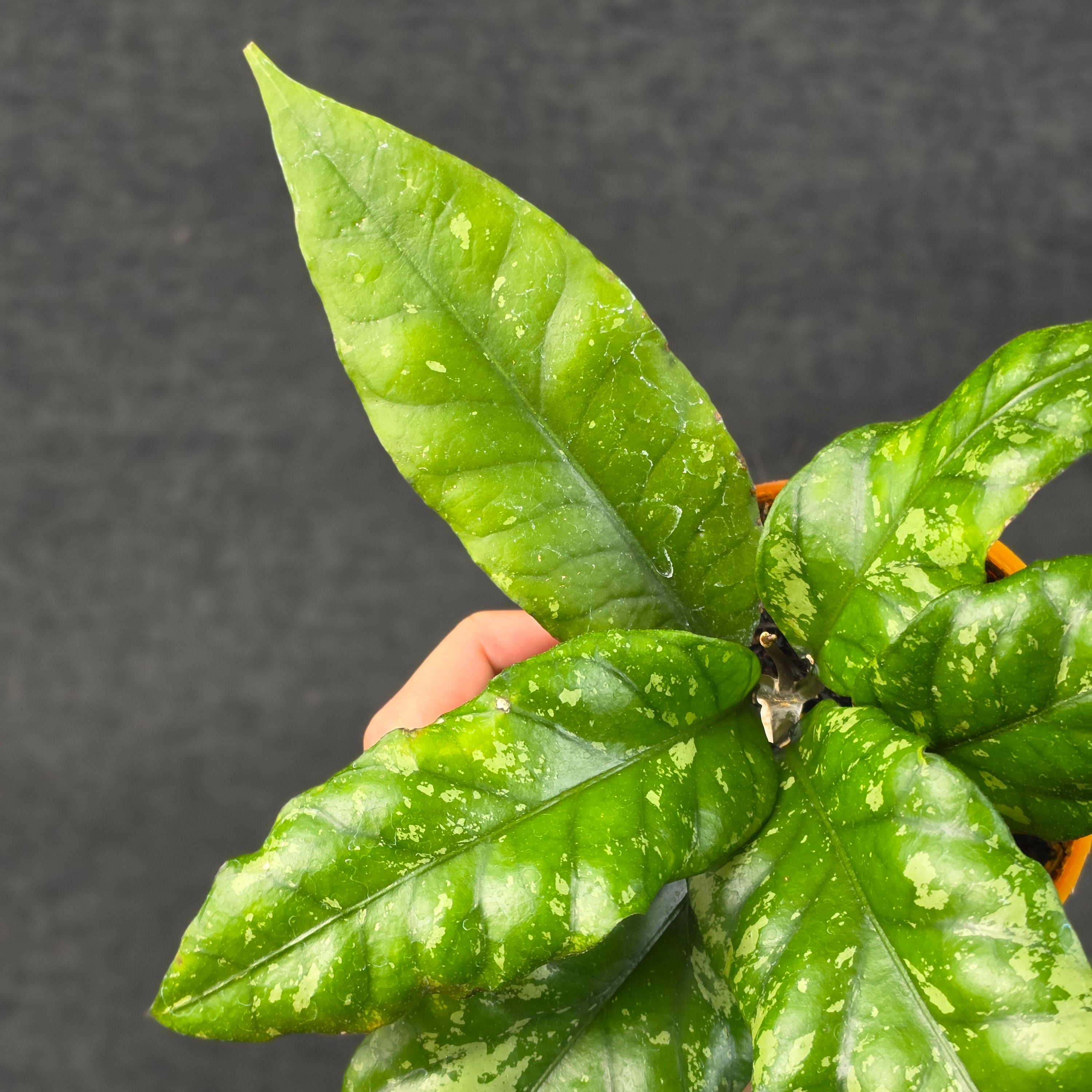 Hoya sp aceh opop splash