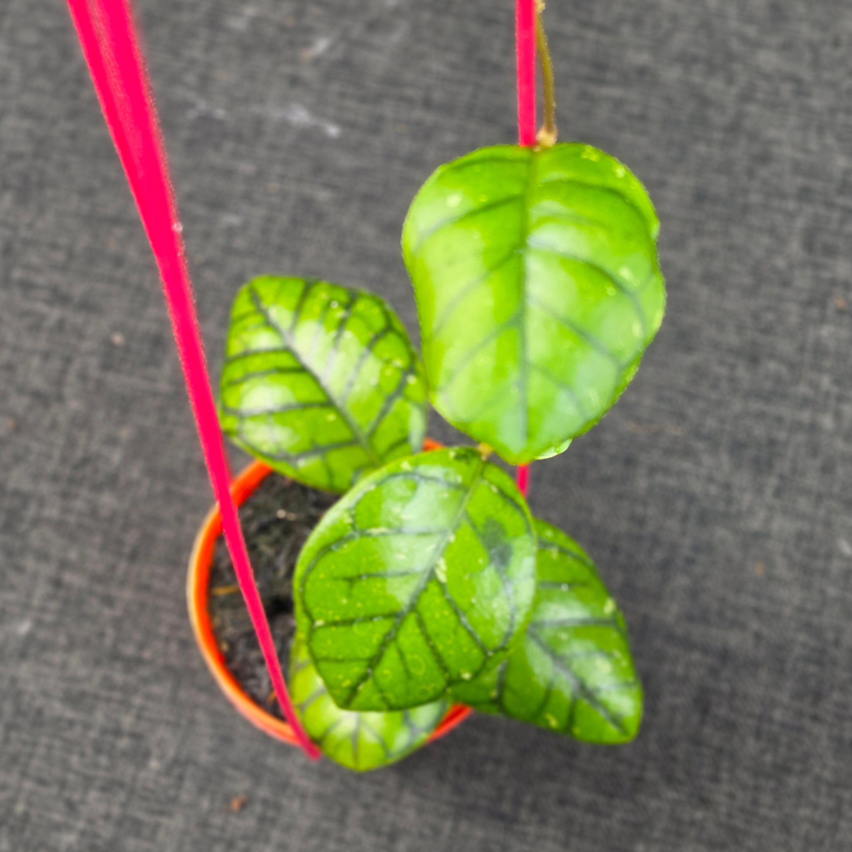 Hoya callistophylla 'Chibi'