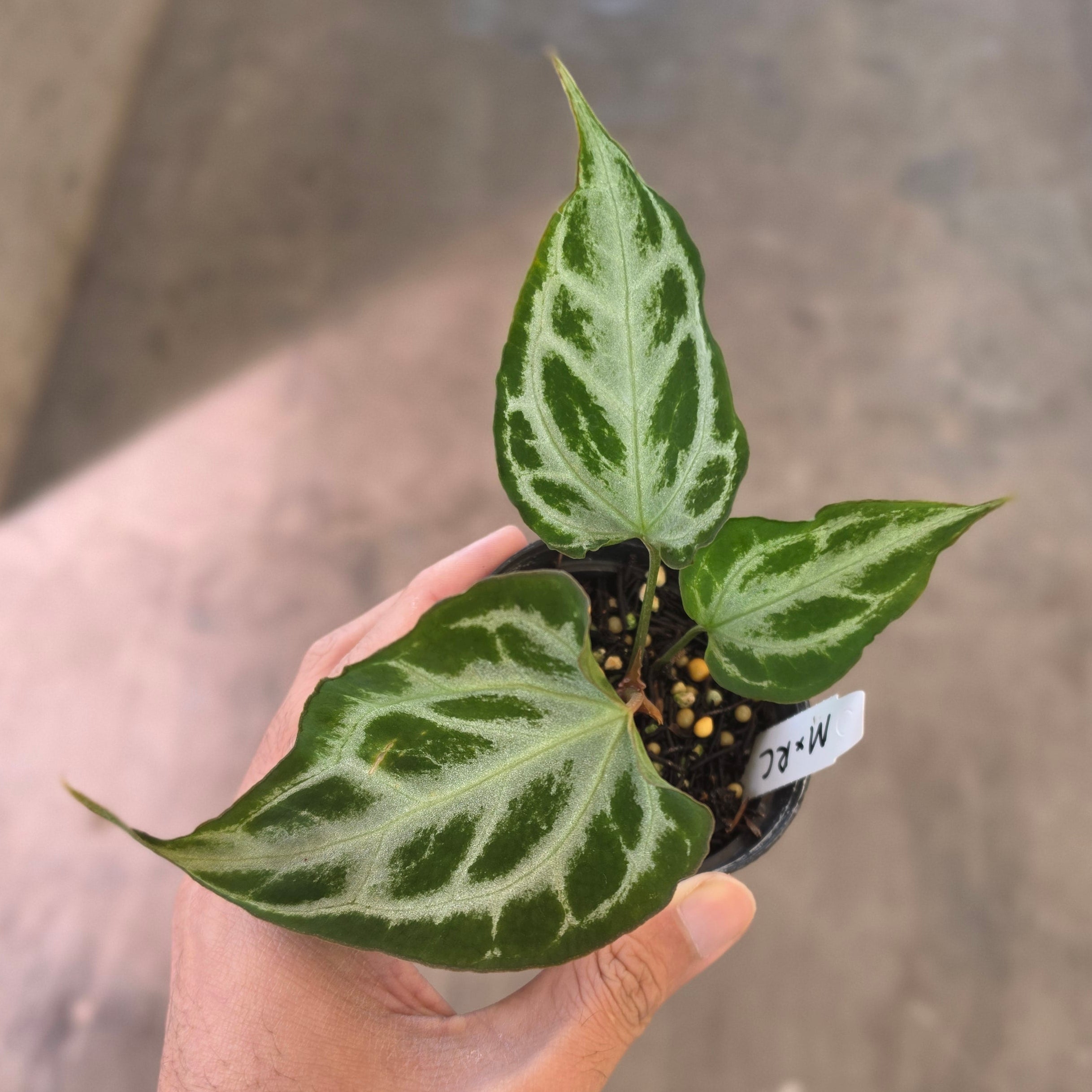 Anthurium muchlis x red crystallinum