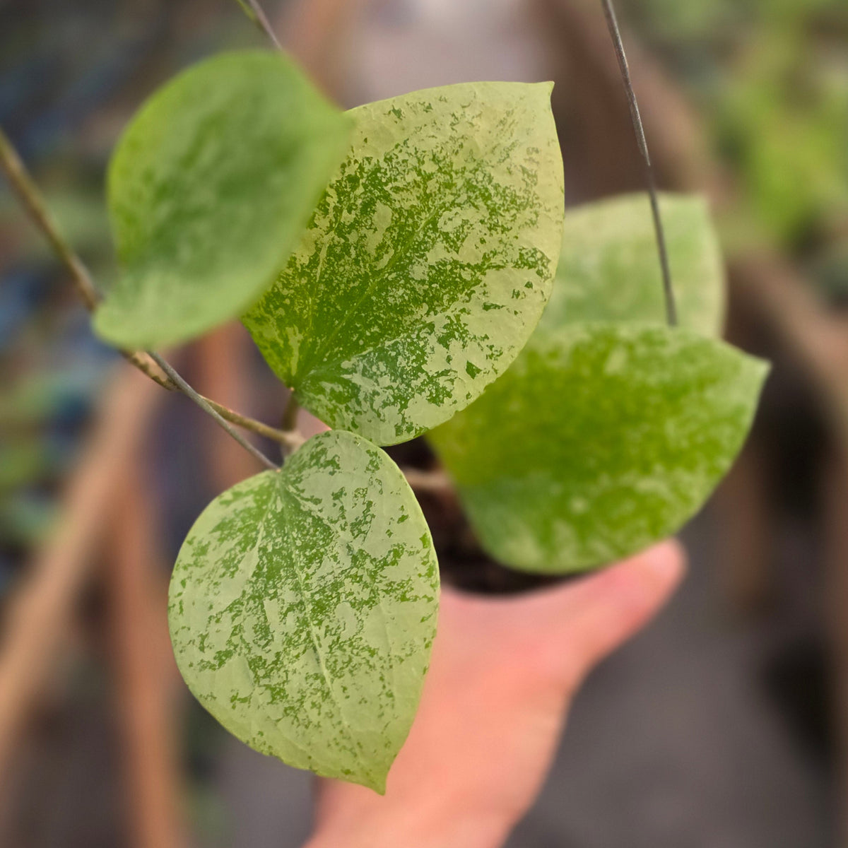 Hoya glabra sidikalang